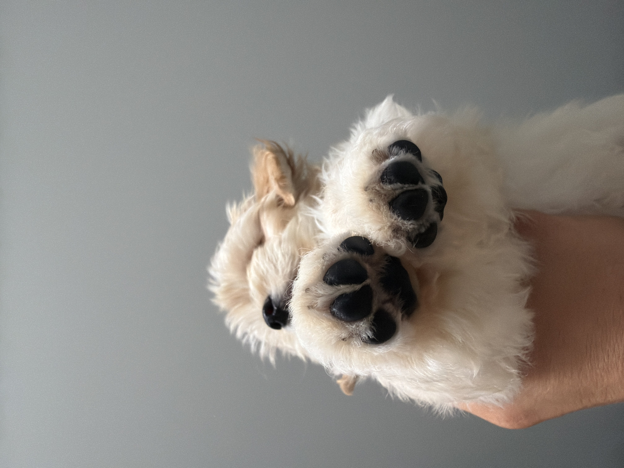 Puppy photo session documented overnight in Chaikovsky, Russia