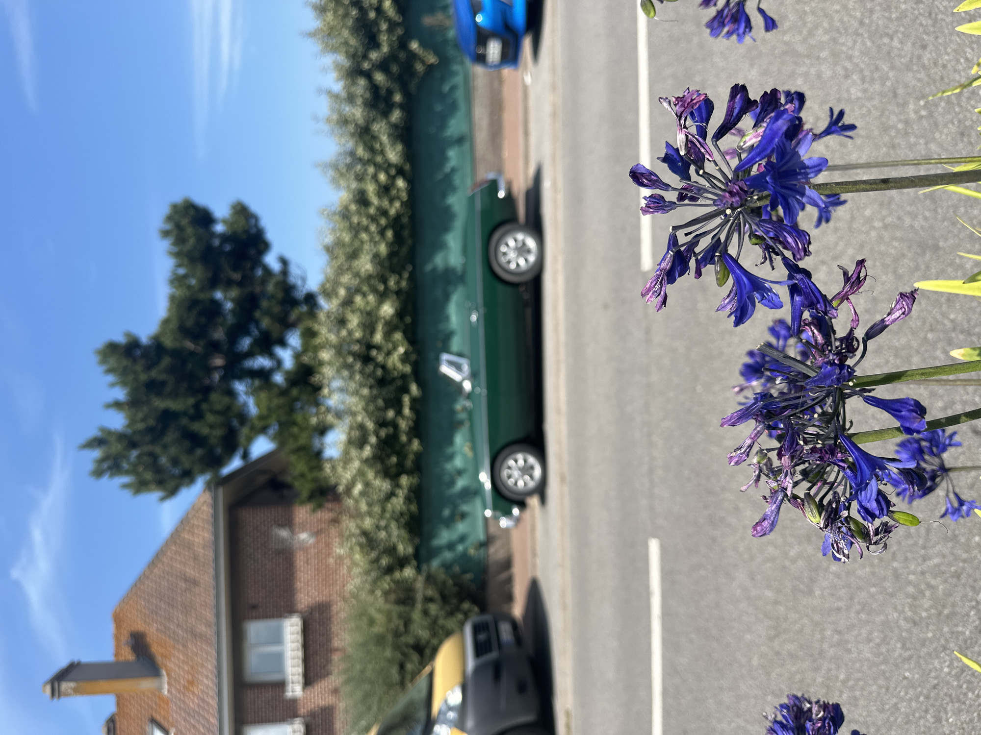 Agapanthus flowers brighten a street in coastal Normandy