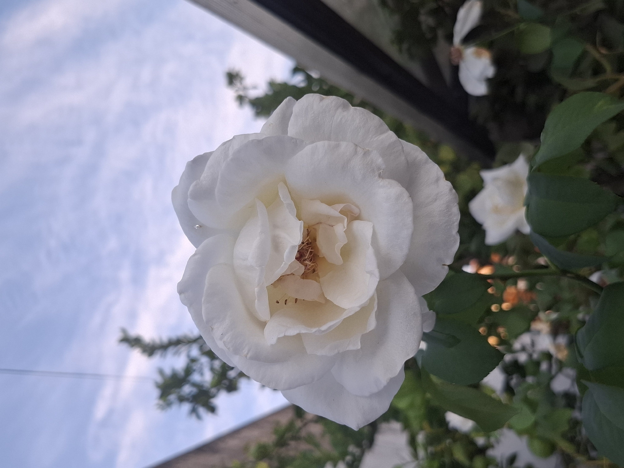 Evening life documented across Argentine neighborhoods: cooking, cats, flowers