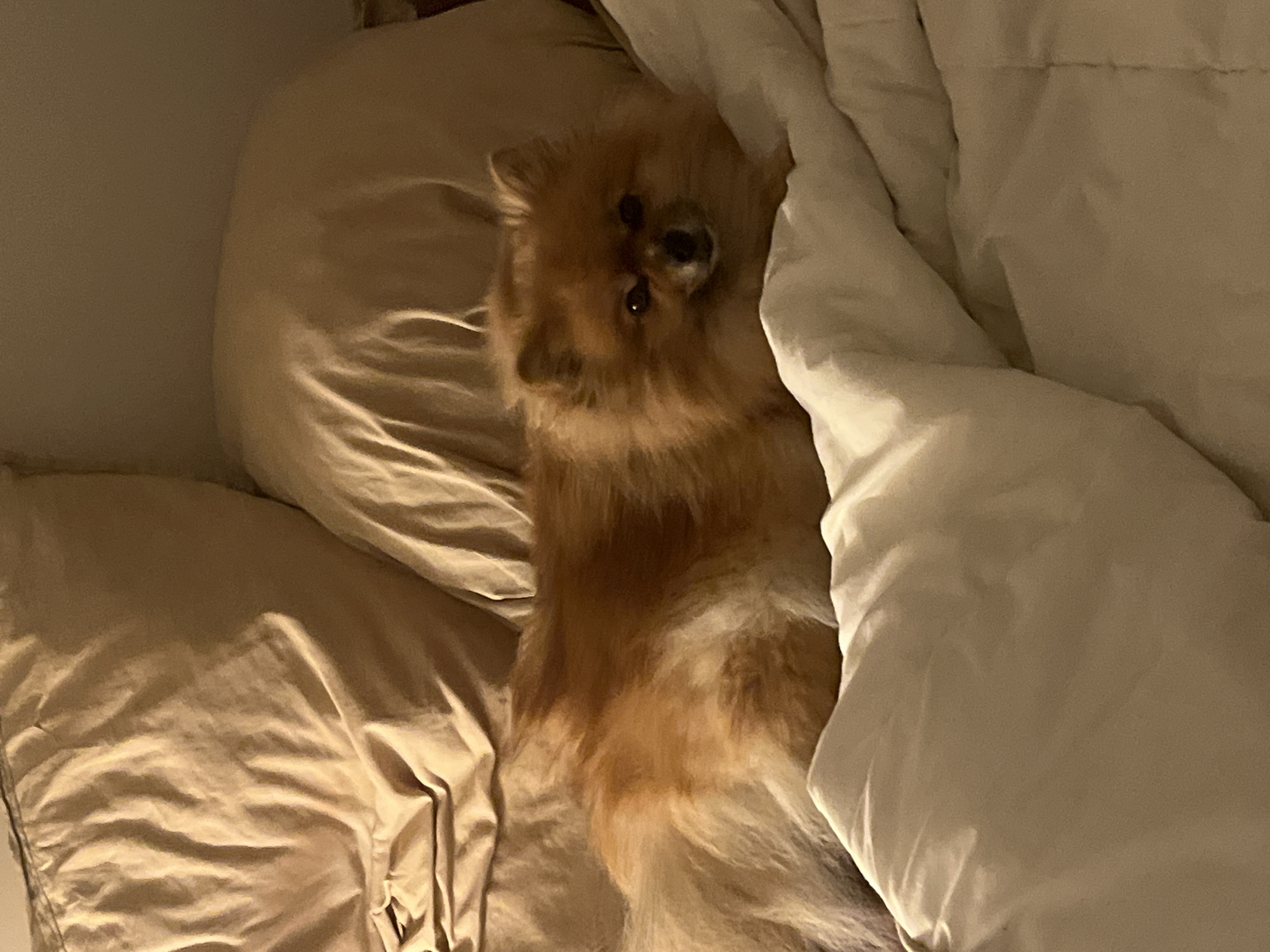 Woman and small dog rest together in Chambœuf bedroom