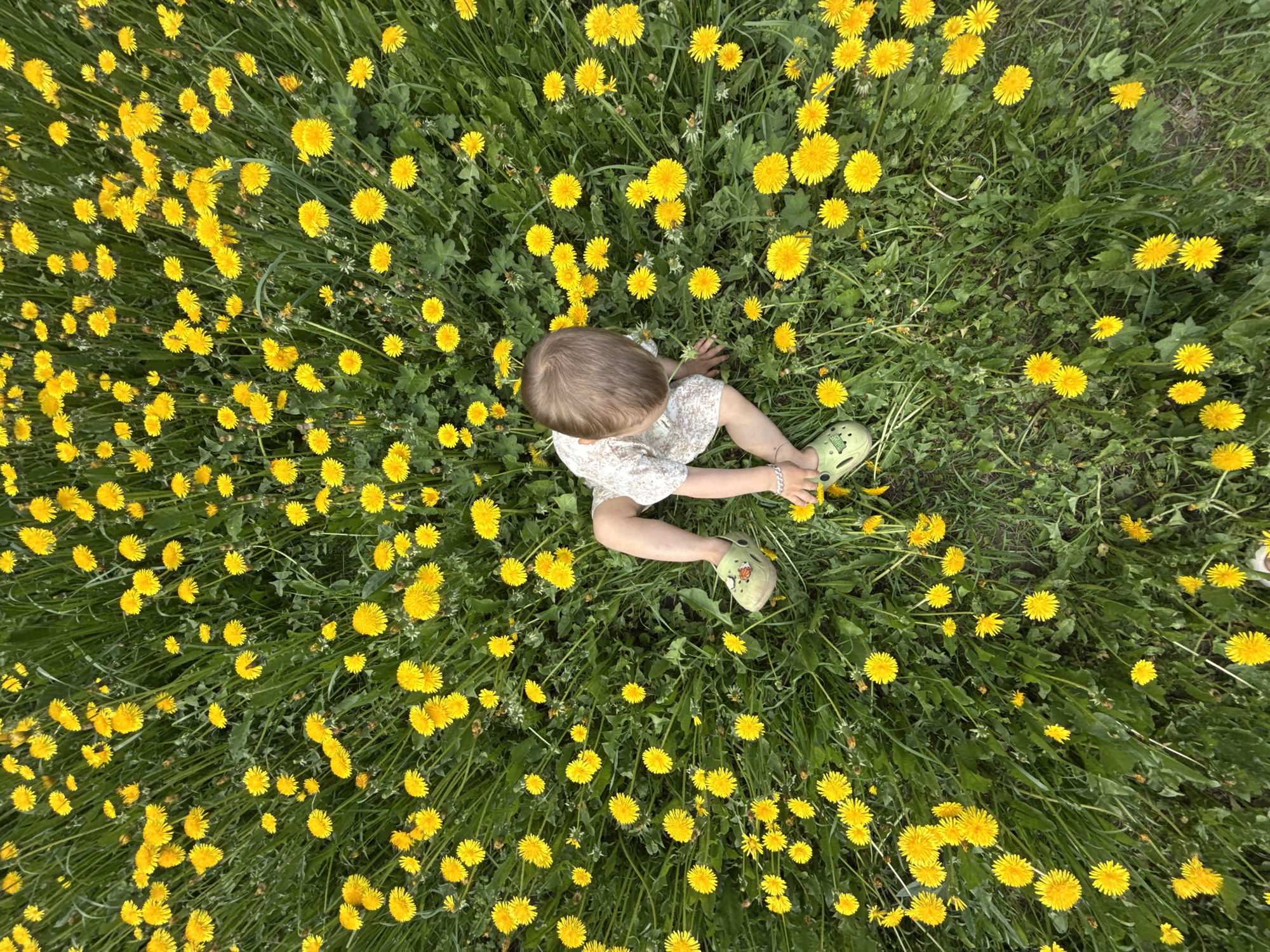 Child sits in dandelion field in Rusanovo, Russia