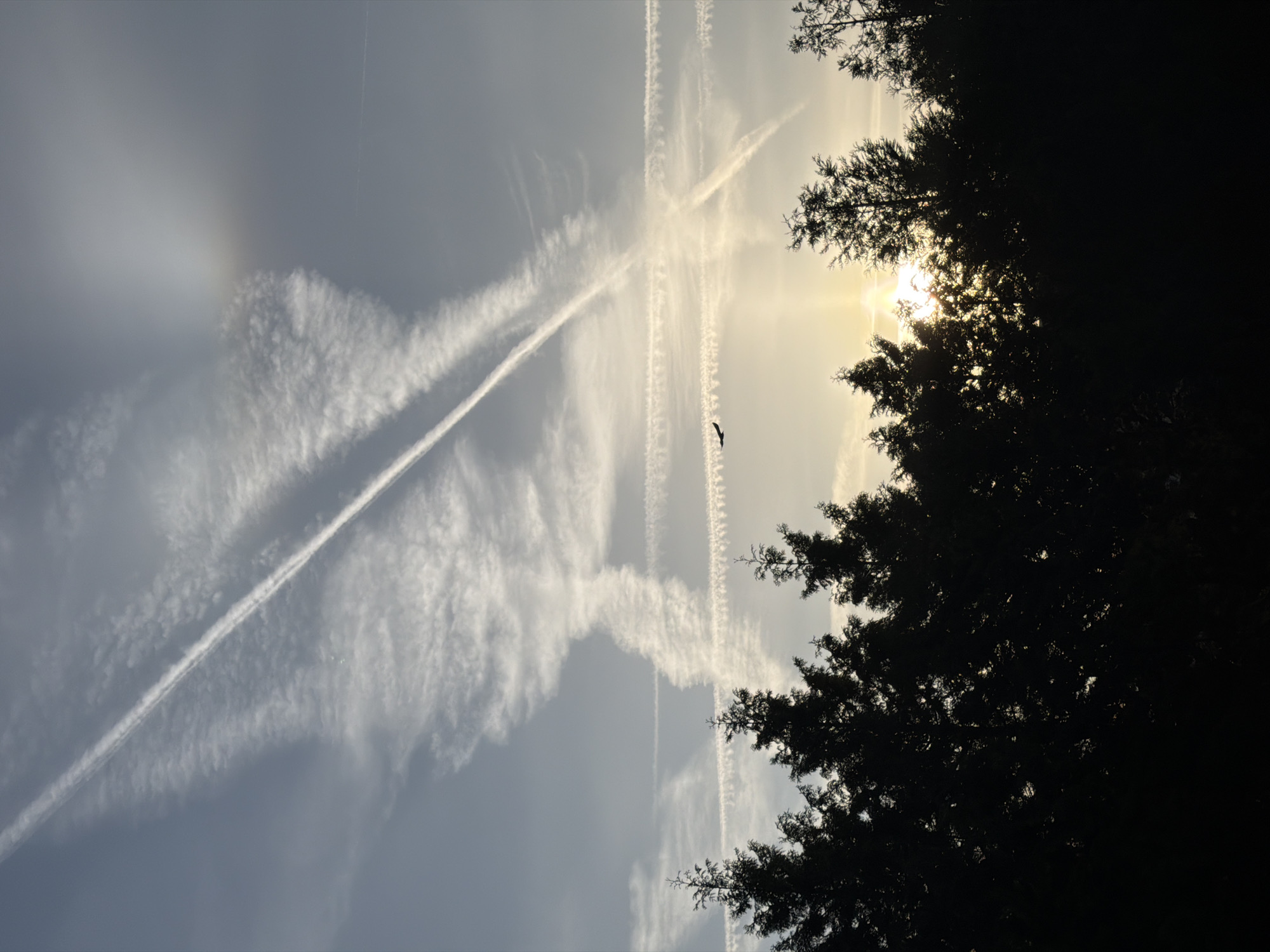 Dawn observations in Esch-sur-Alzette capture sky, trees, urban wildlife