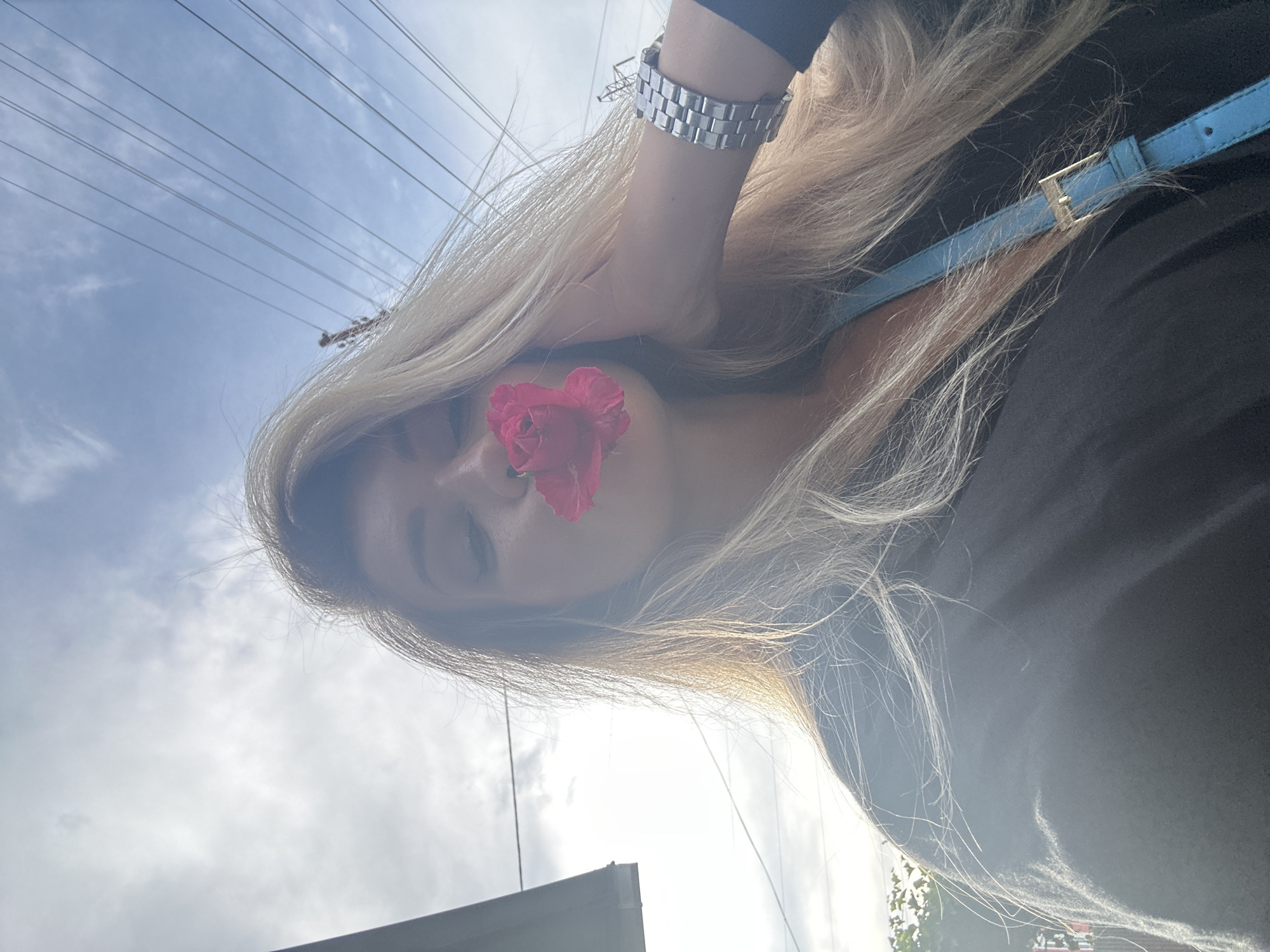 Pink rose, poodle, and a church under construction in Armavir