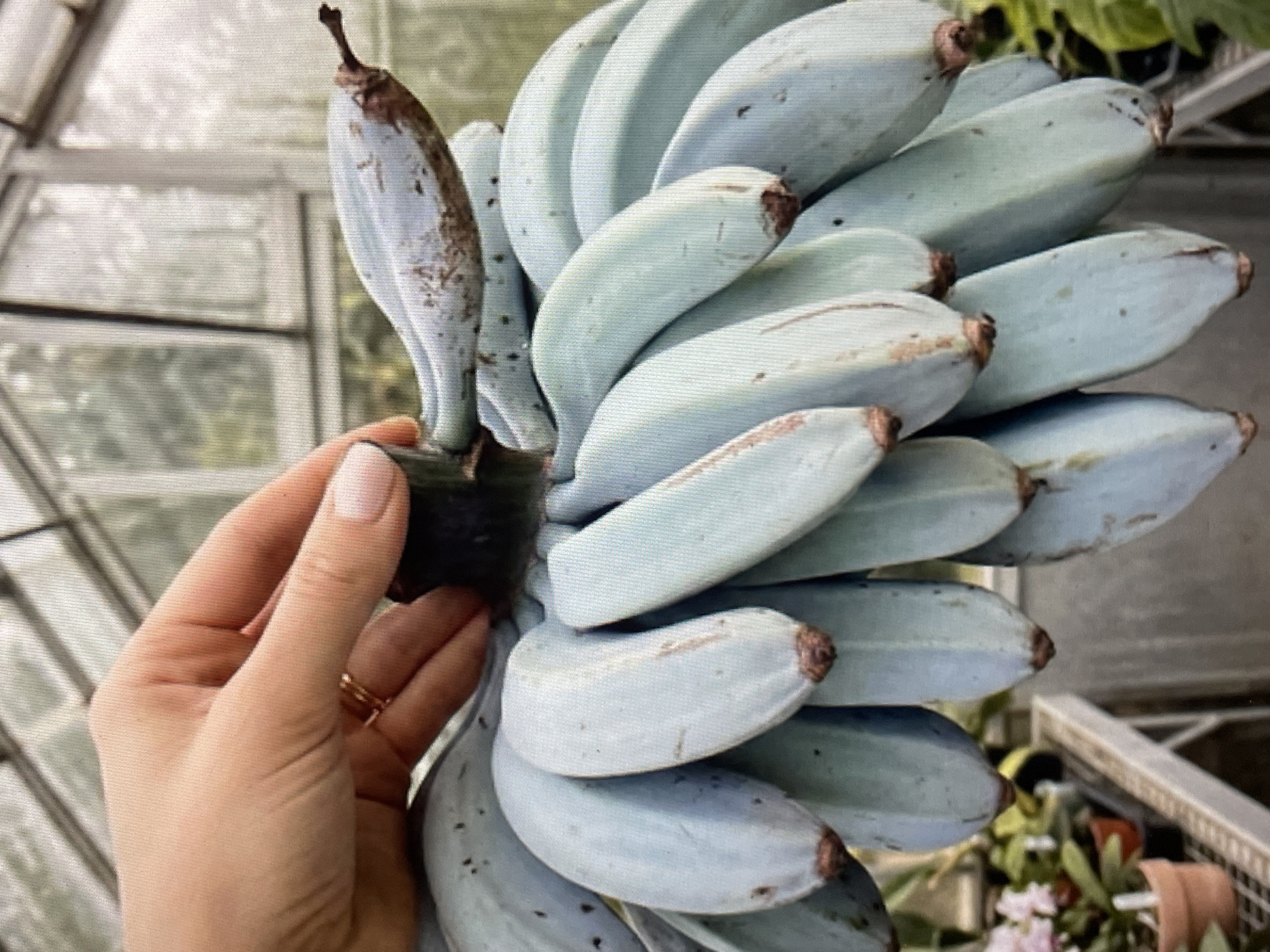 Blue bananas spotted amid social media fruit campaign
