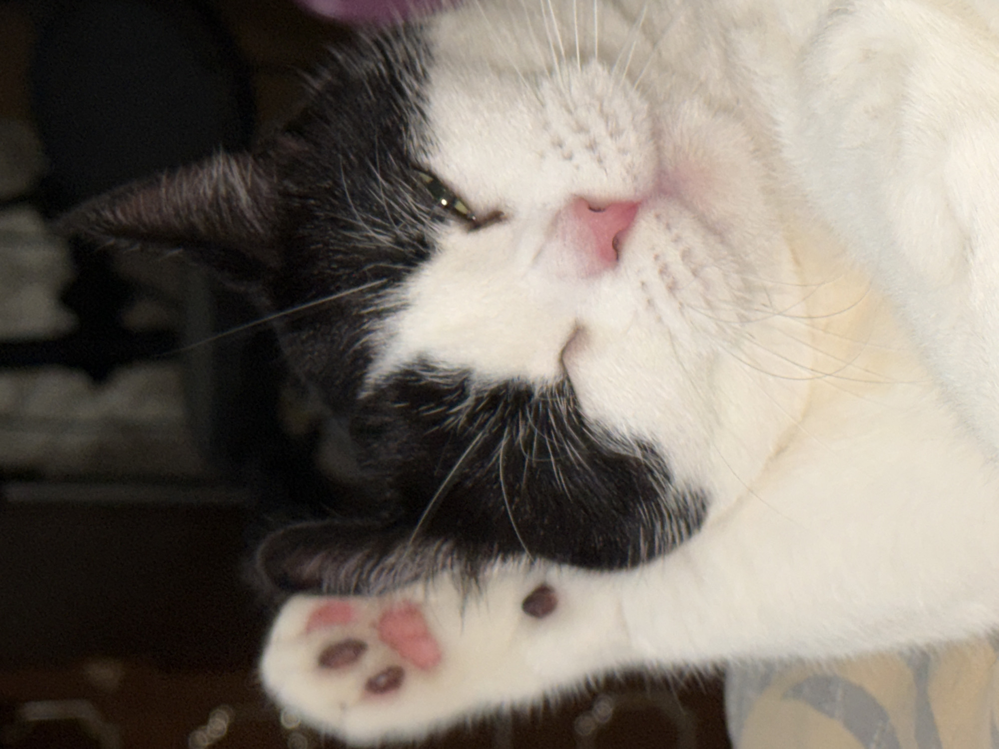 Black and white cat napping and grooming in Ulyanovsk