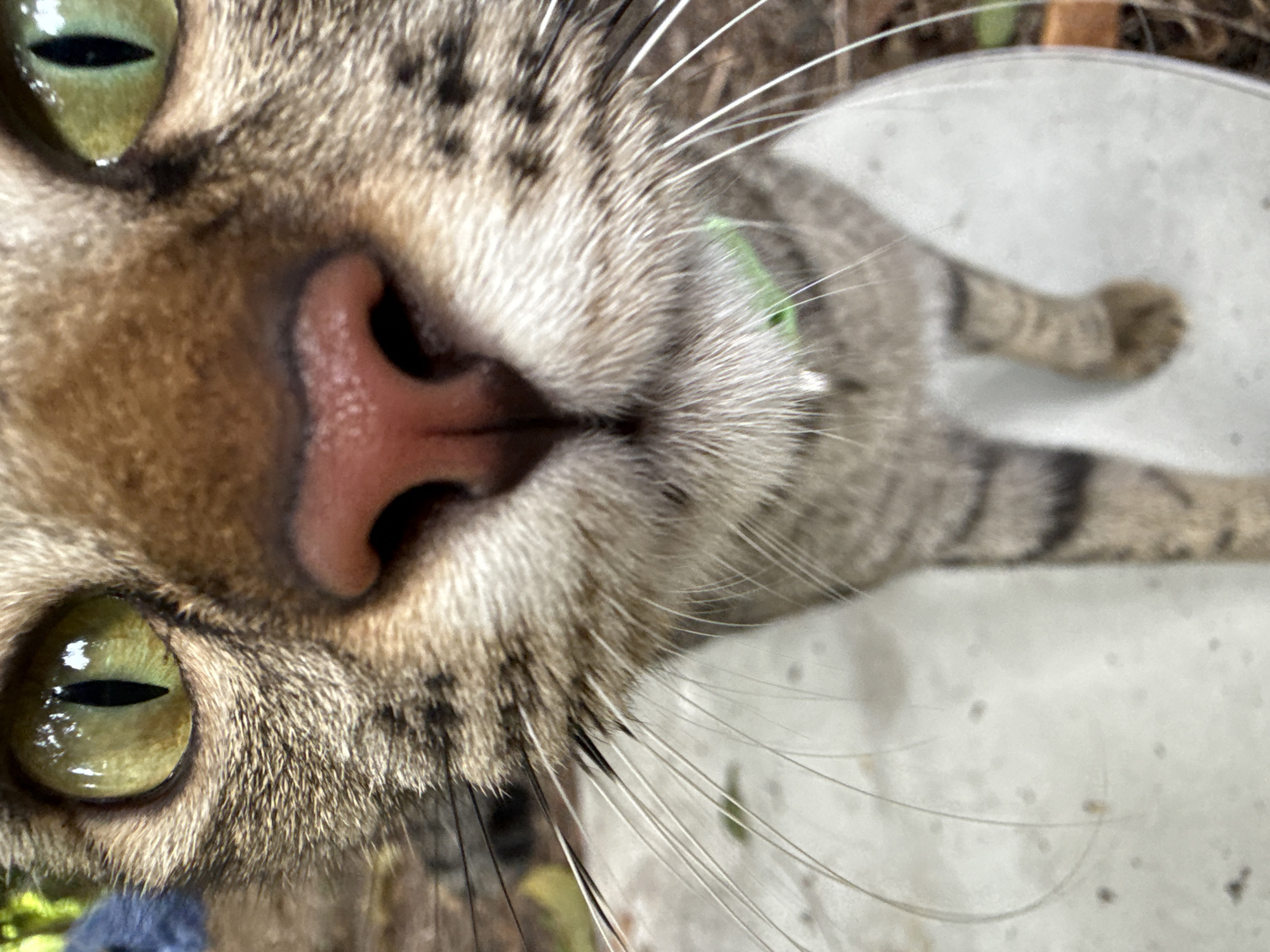 Cats roaming, playing, and resting in a Ko Pha-ngan garden