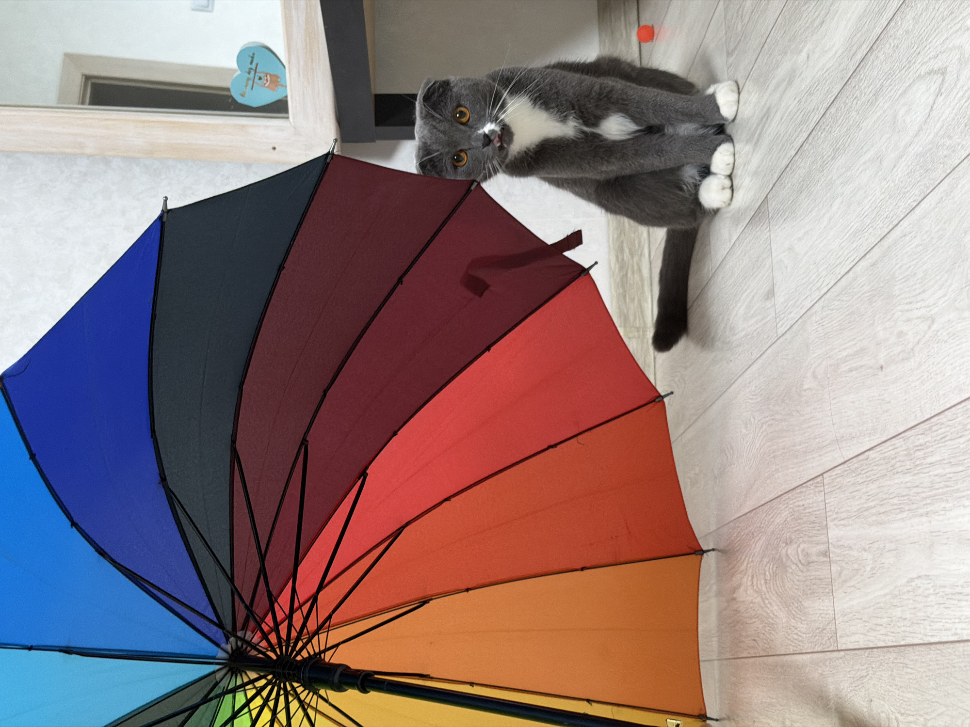 Cat enjoys leisurely afternoon at Chaikovsky home