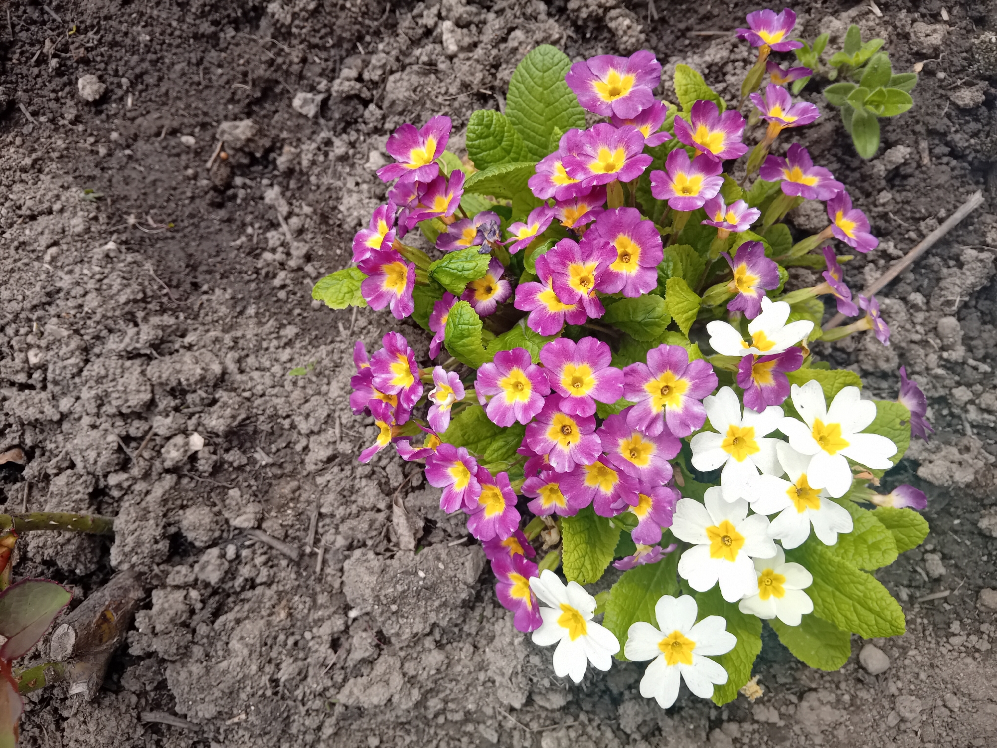 Spring primroses bloom in unknown location garden setting