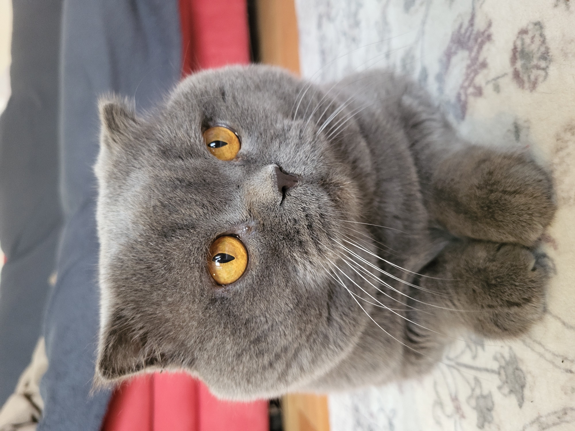 Gray Scottish Fold cat plays with toys throughout home