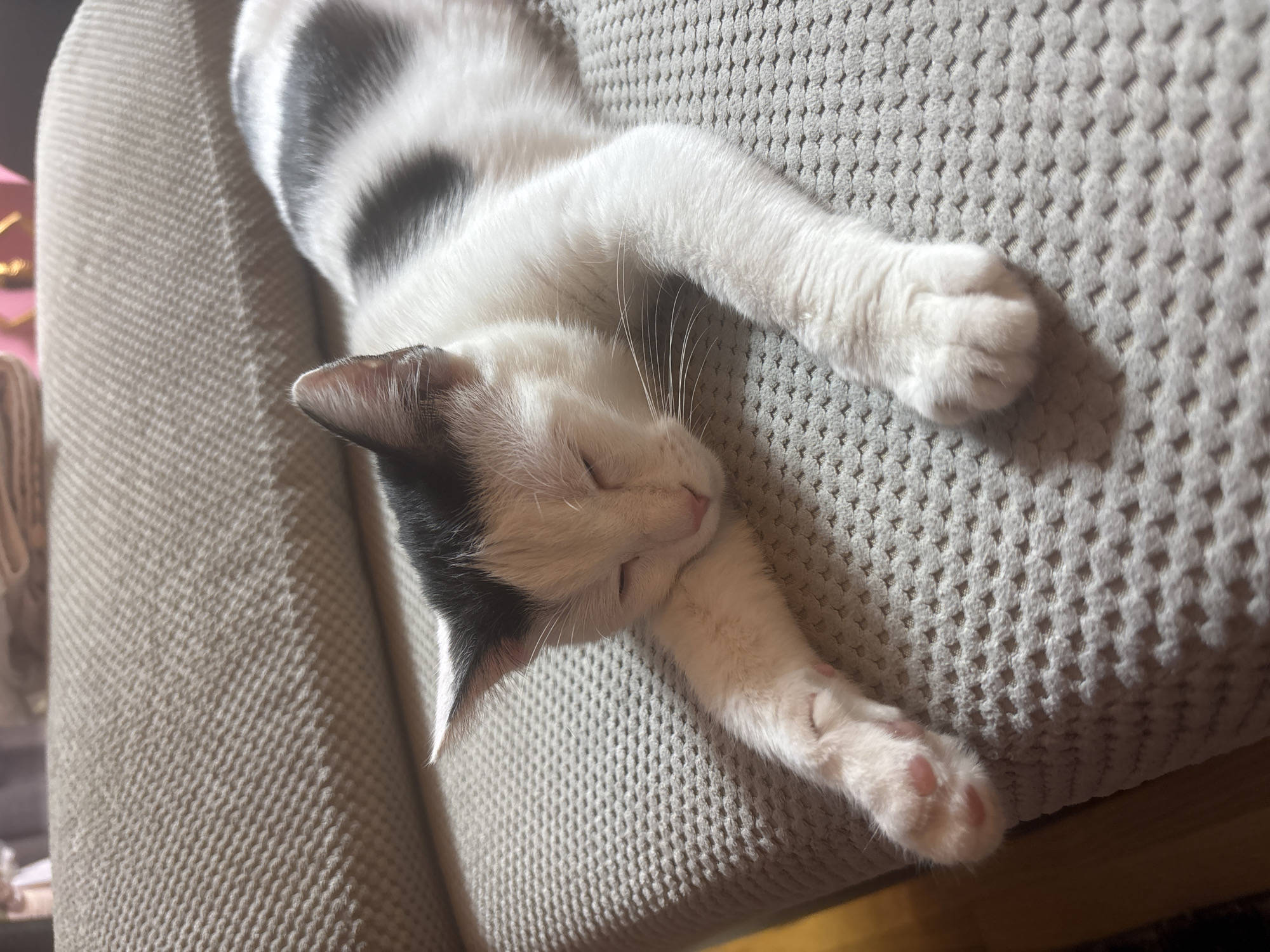 Cats resting on furniture in Sofia homes