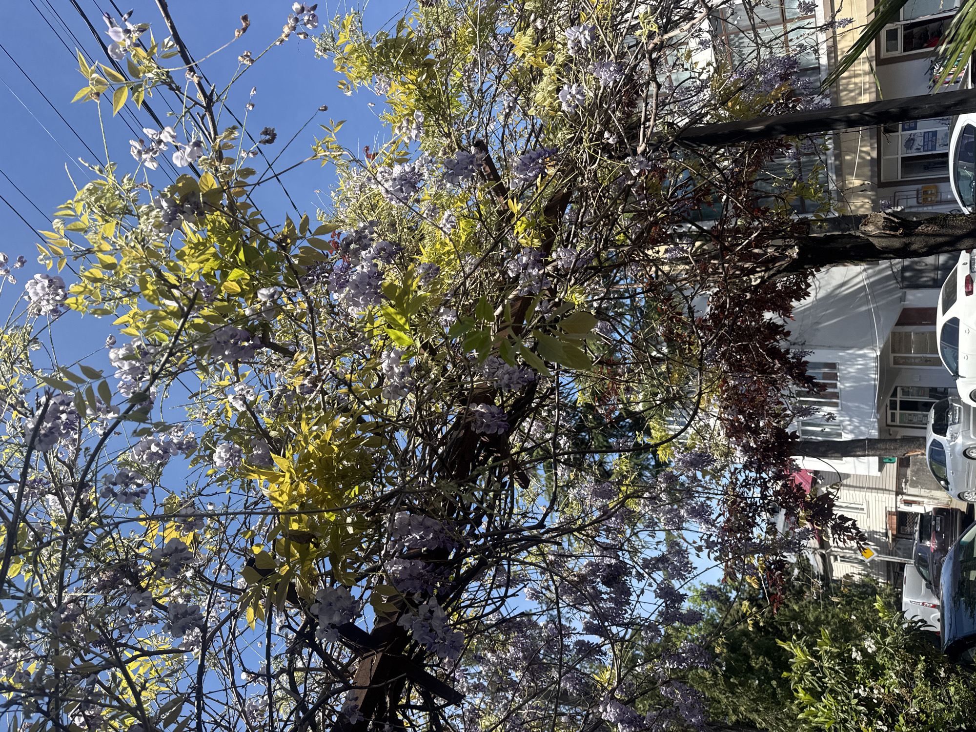 Spring scenes and daily activities observed across urban area