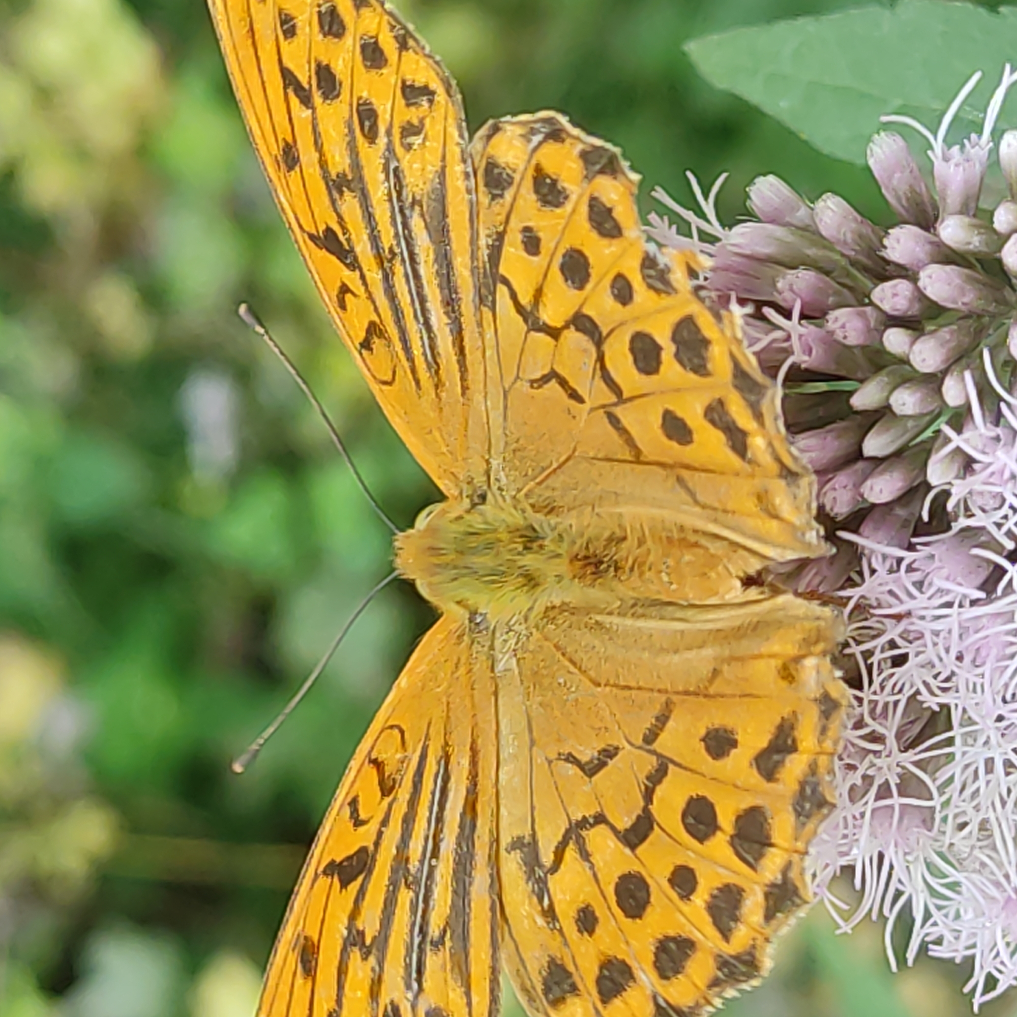 Butterflies and spiders up close in a Kyiv suburb