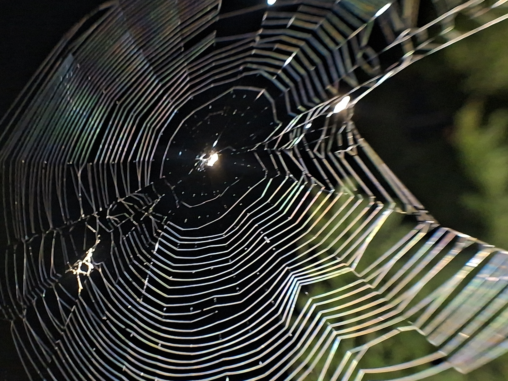 Nighttime macro photography captures spiderwebs and insects in Lhokseumawe