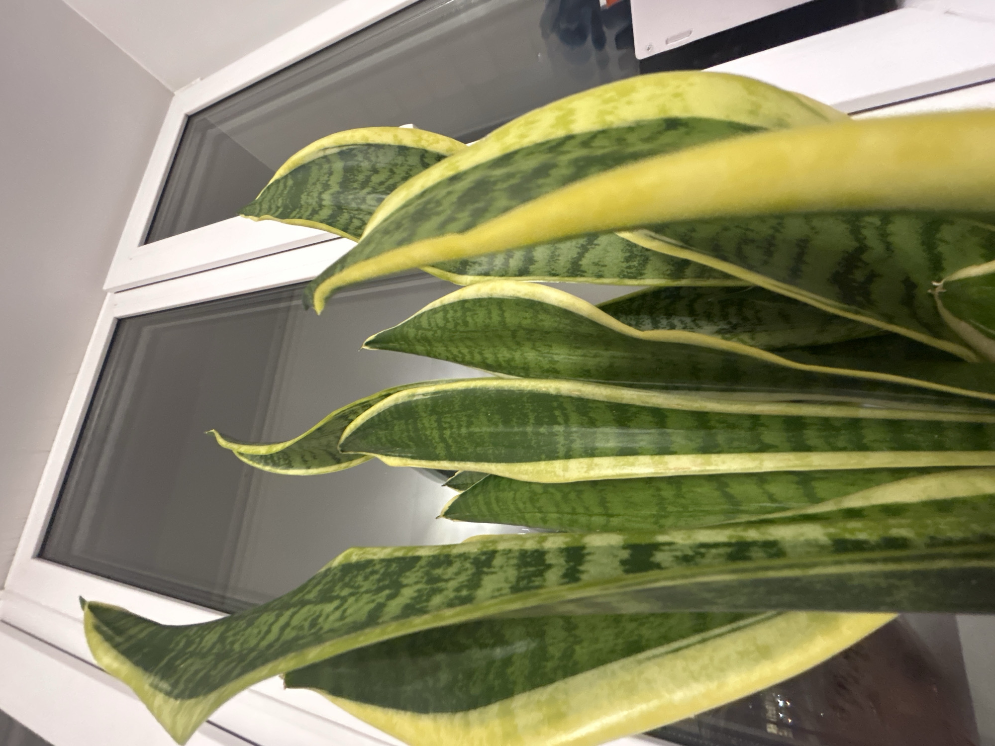 Snake plant spotted indoors in Krasnoyarsk residence