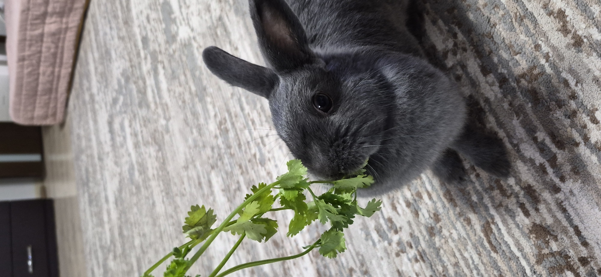 Rainy morning in Ussurijsk: wet garden, blooming hydrangeas, a house rabbit