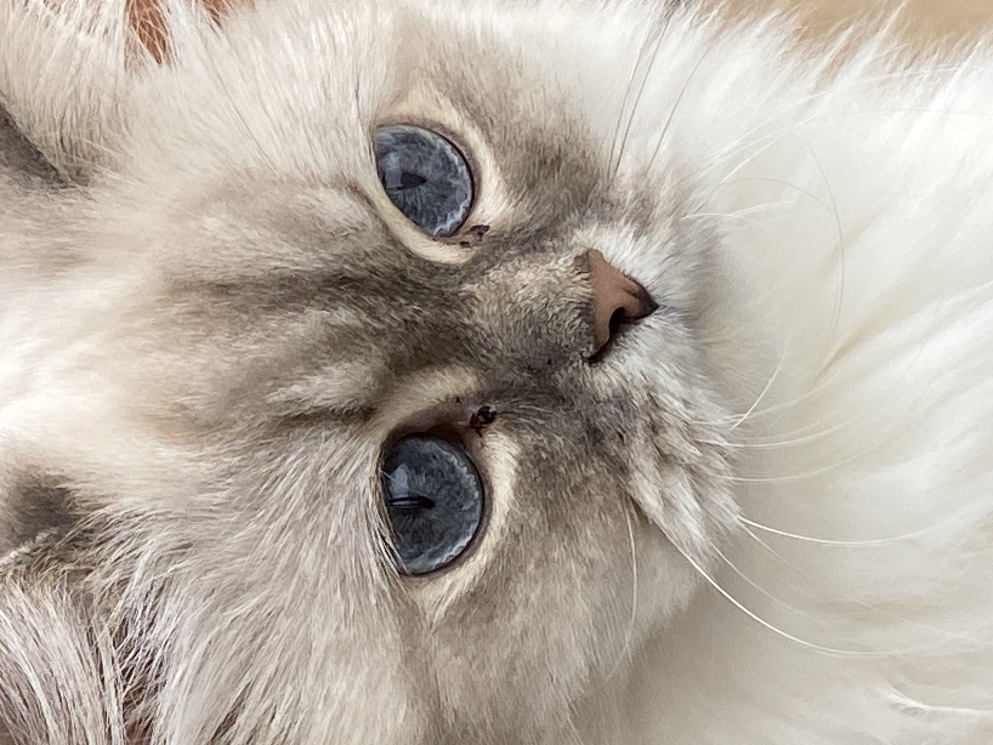 Selfies with a blue-eyed Ragdoll cat in Chaikovsky, Russia