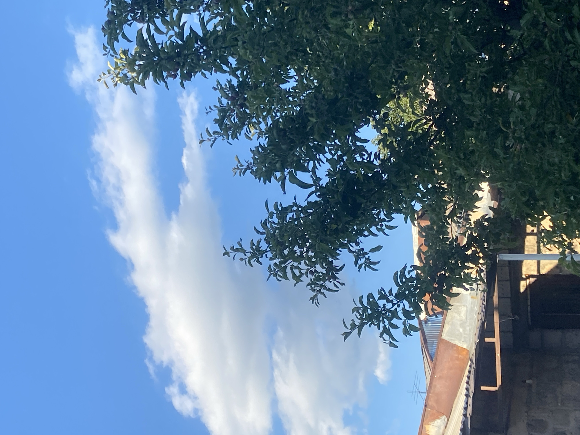 Afternoon stroll: puppy, temple details, and garden scenery