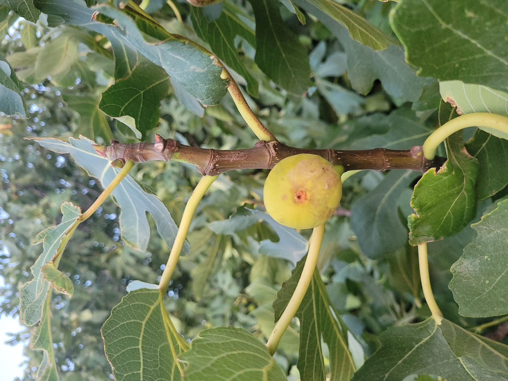 Kolossi, Cyprus