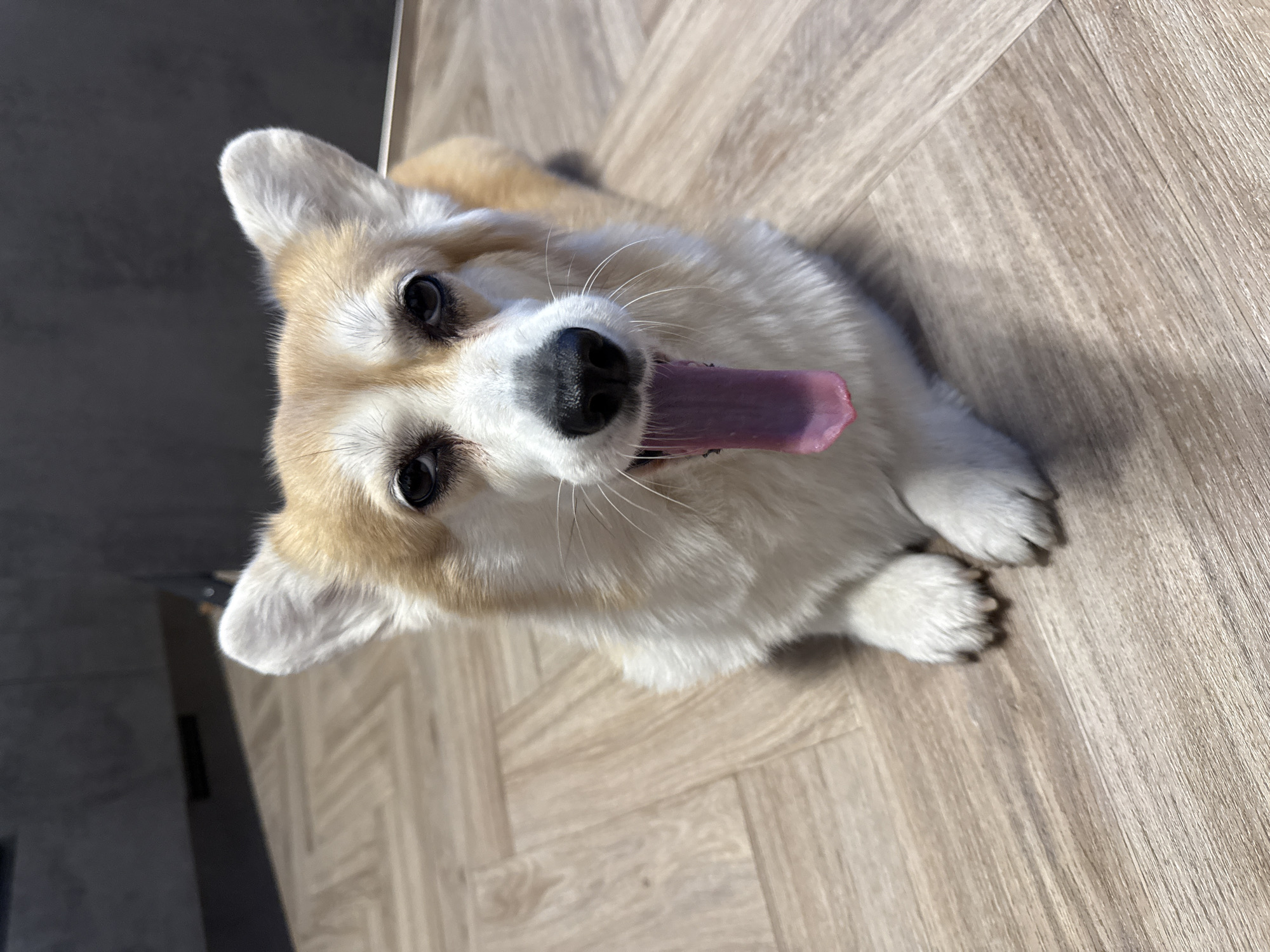 Corgi dog photographed indoors in Krasnoyarsk, Russia