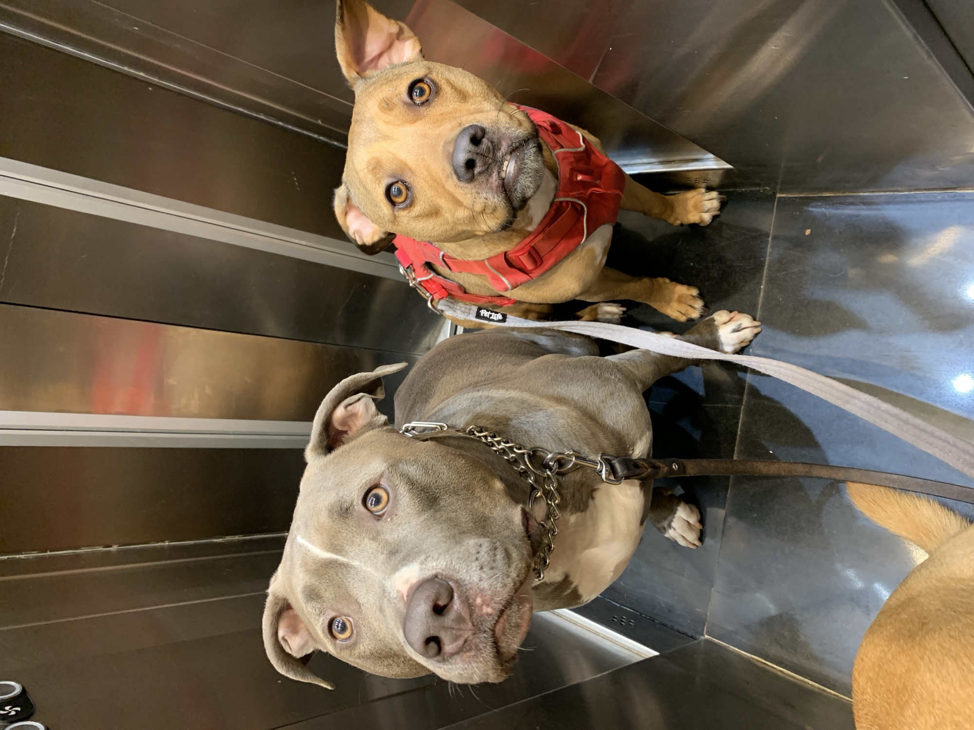 Two leashed dogs ride elevator in Tel Aviv