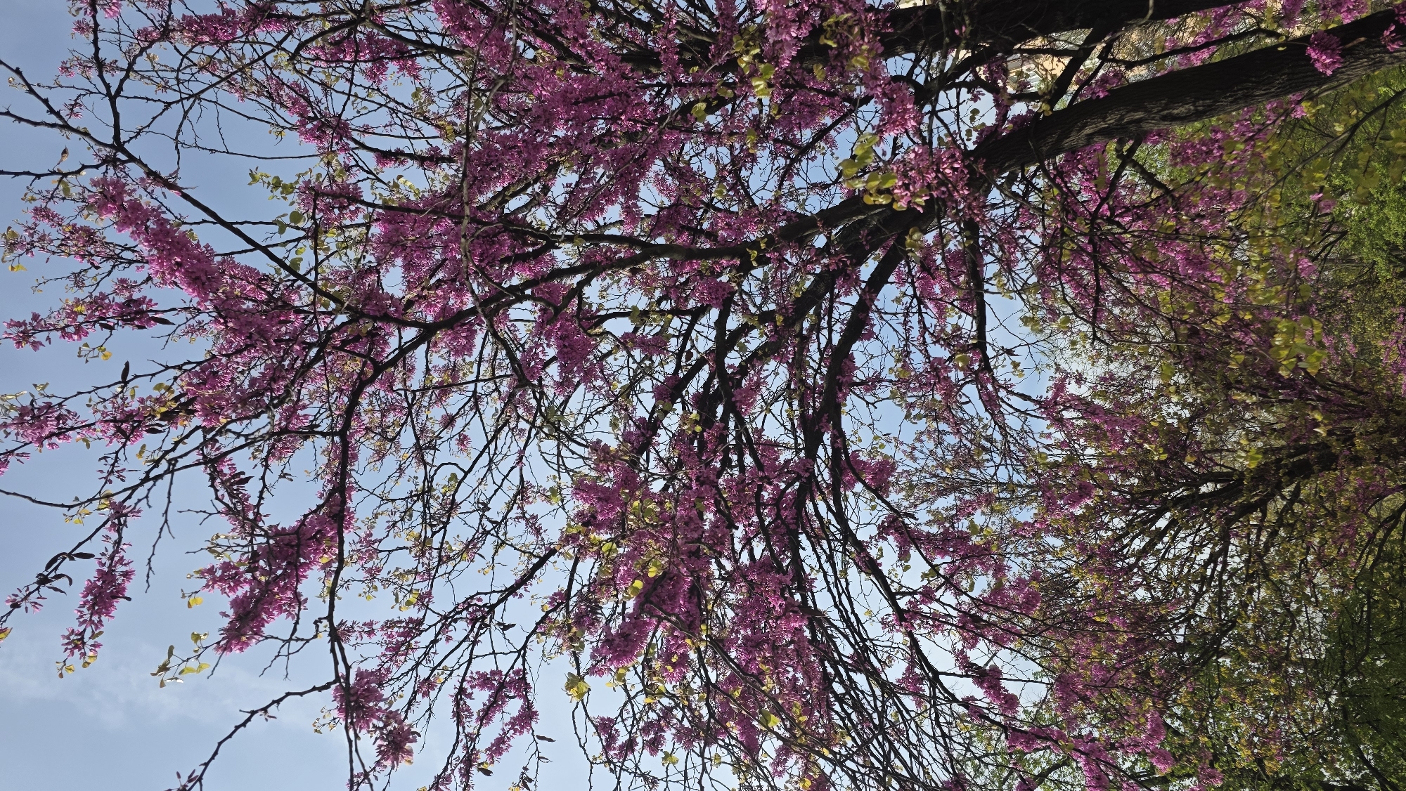 Spring morning scenes documented in Blagoevgrad, Bulgaria