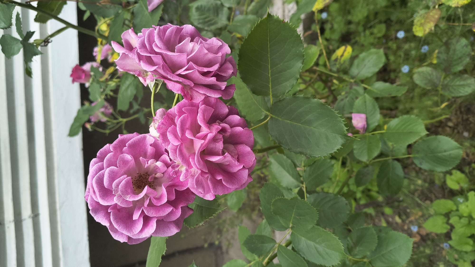 Rose gardens photographed in downtown Shumen, Bulgaria