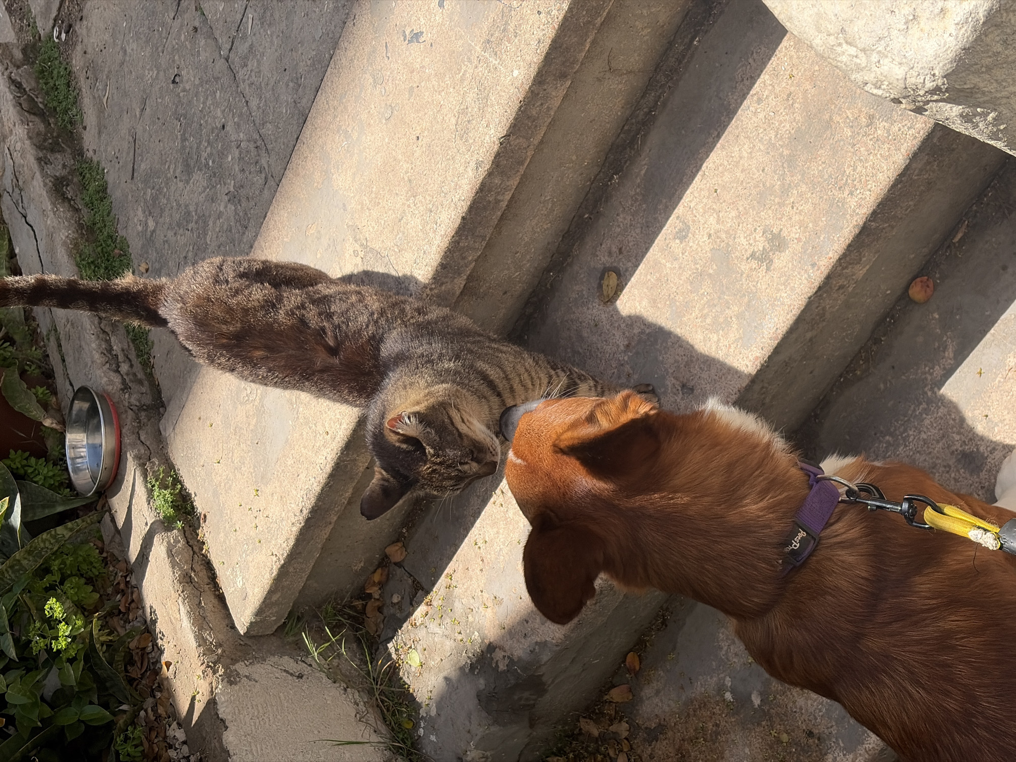 Dog and cat have peaceful encounter in Tel Aviv
