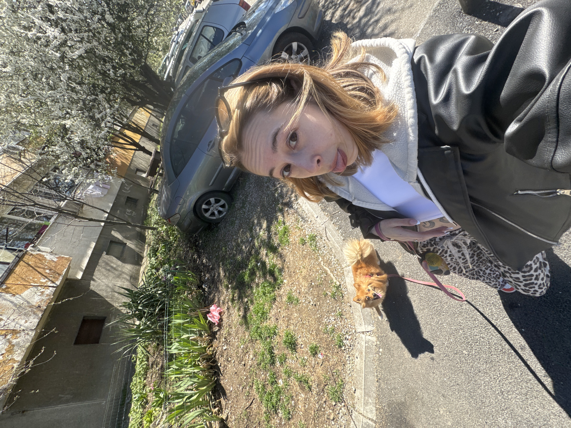 Woman walks small orange dog on Sofia sidewalk
