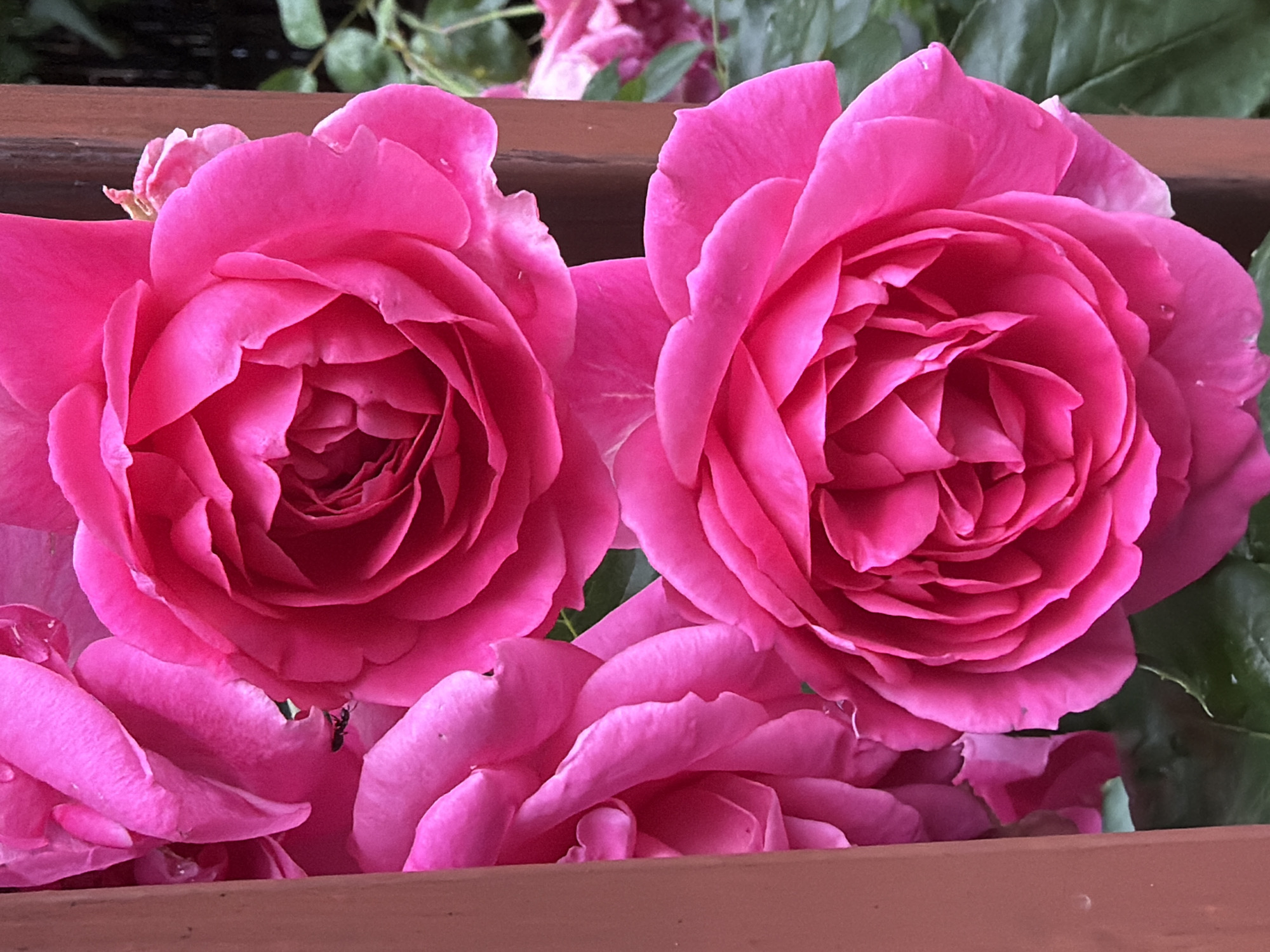 Morning garden walk with roses and bulldog in Sofia