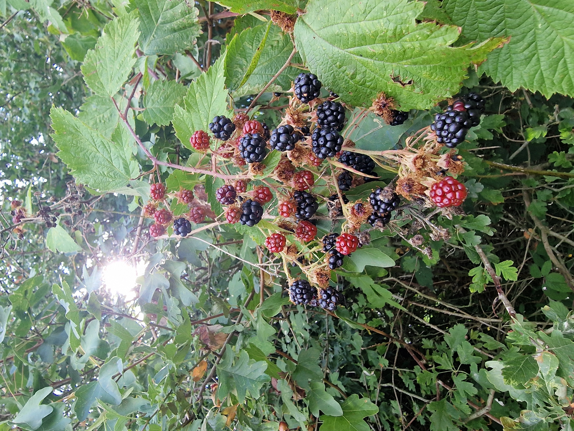 Late summer wildflowers, berries, and oaks in Canterbury countryside