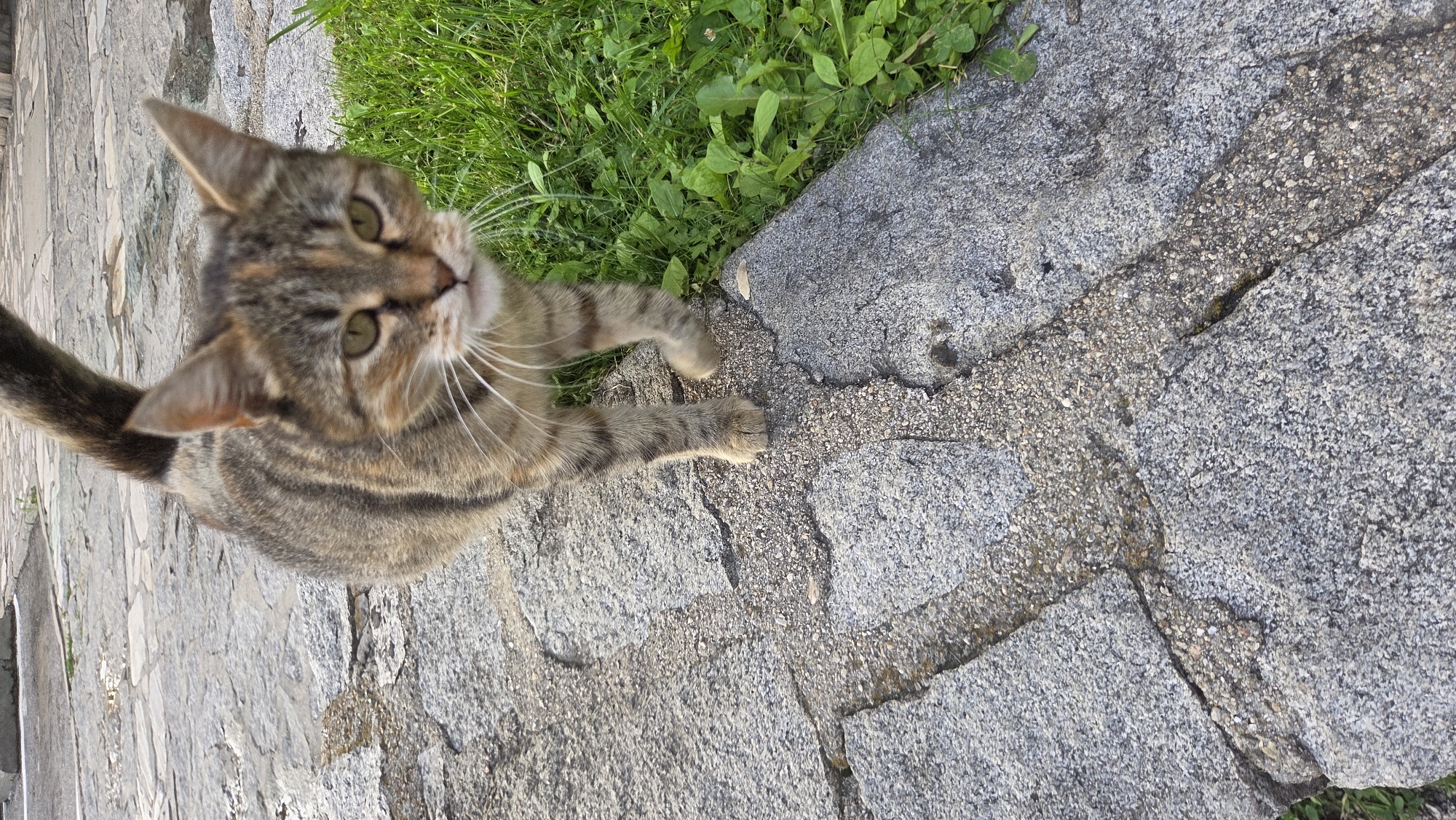 Cats, parked cars, and a quiet neighborhood afternoon