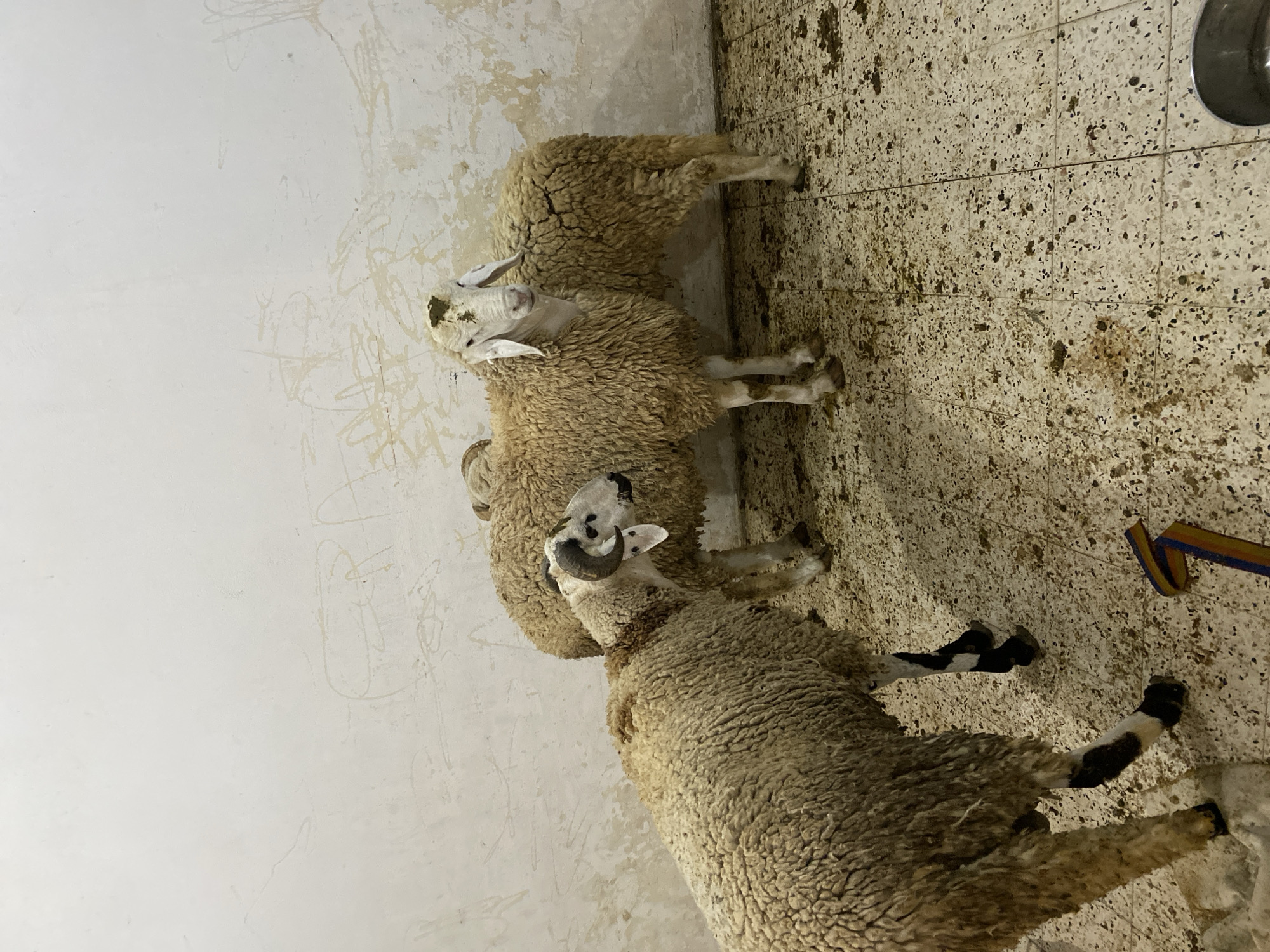 Man keeps sheep in indoor enclosure in Baraki, Algeria