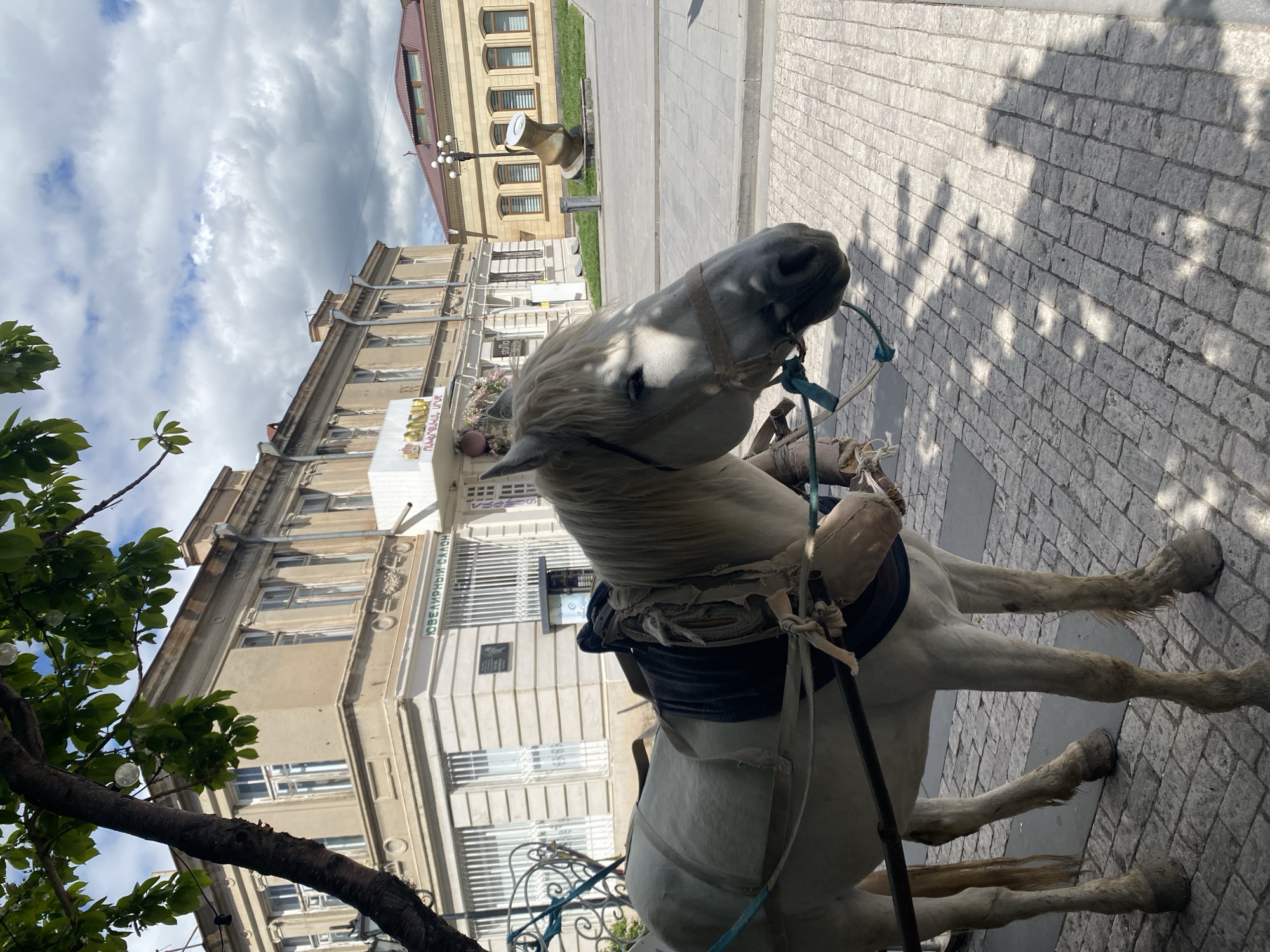 White carriage horse stands on cobblestone street near building