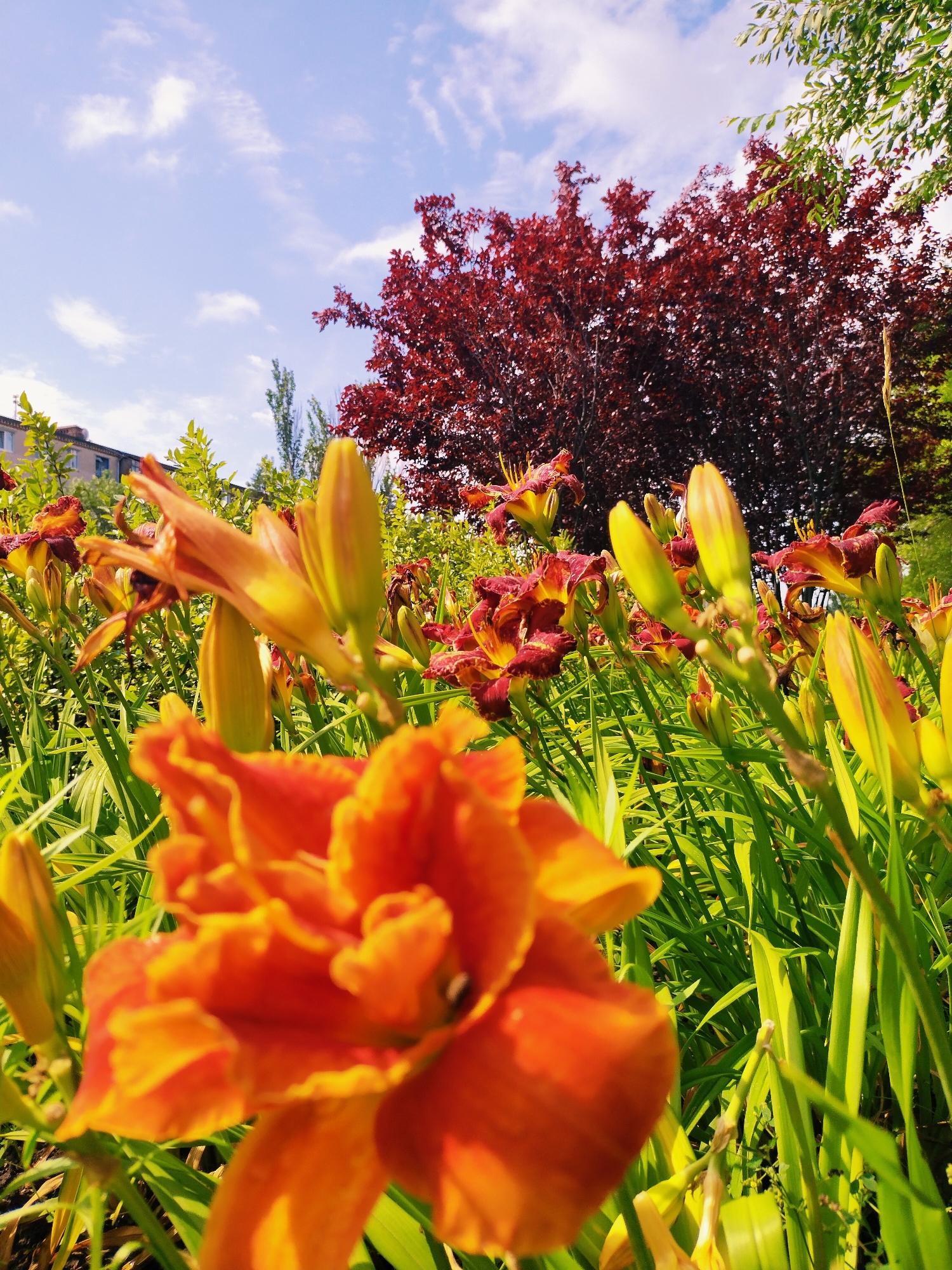 Summer park morning in Horishni Plavni: flowers, fauna, and a Rottweiler