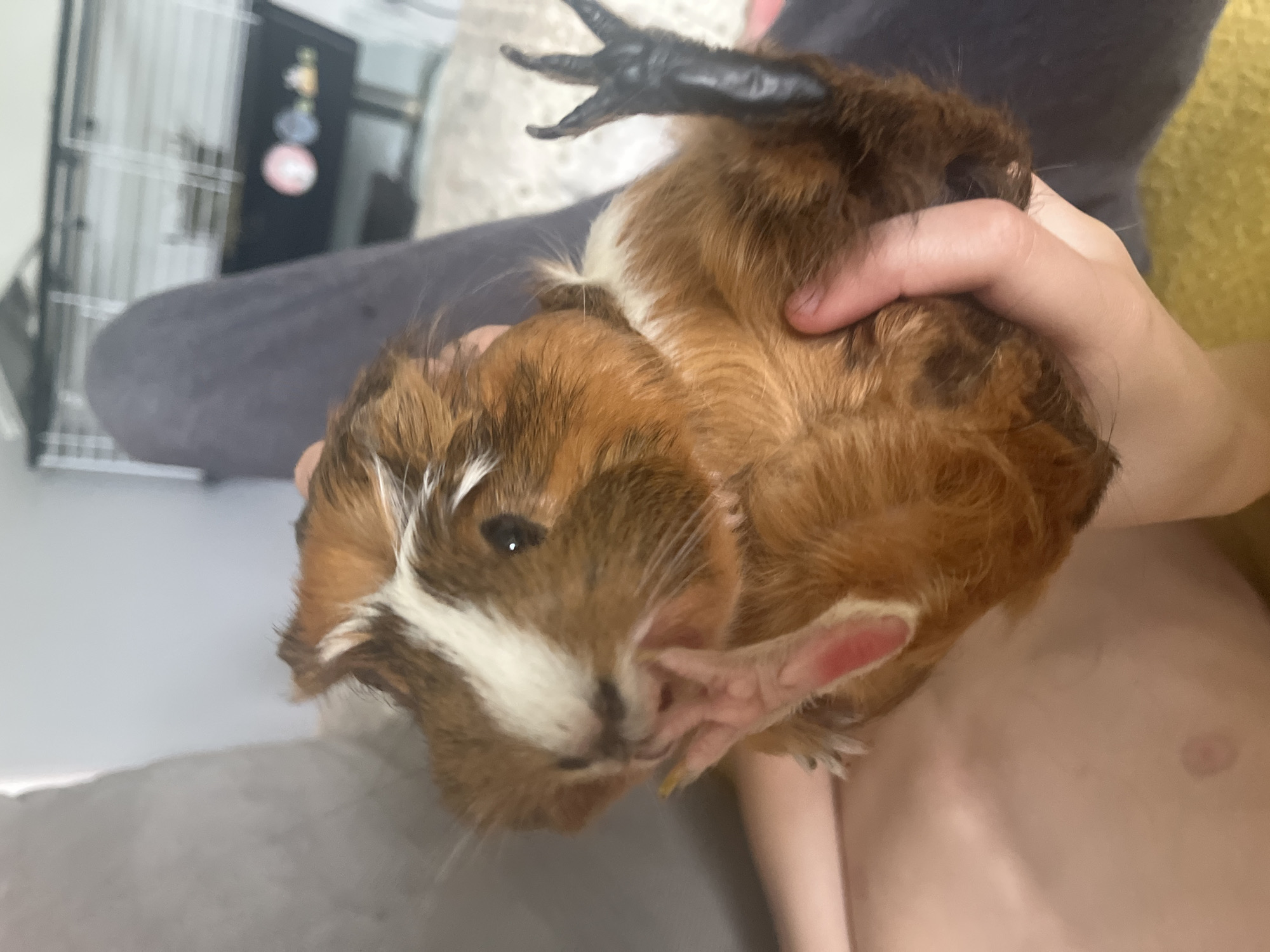 Afternoon moments: guinea pig care, selfies, coffee, cloudy cityscapes