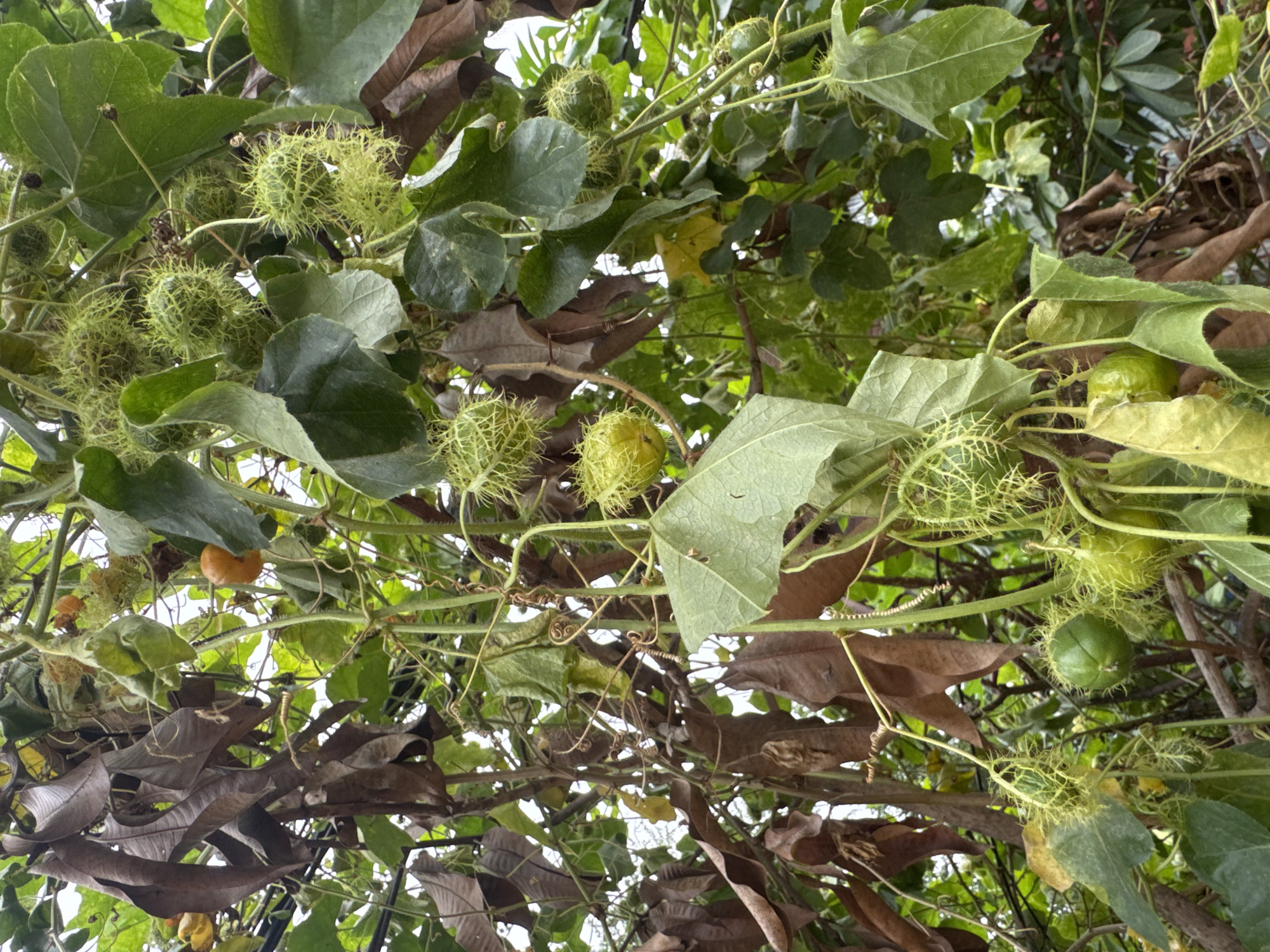 Siem Reap stroll: flowers, a canal bridge, and street-level details