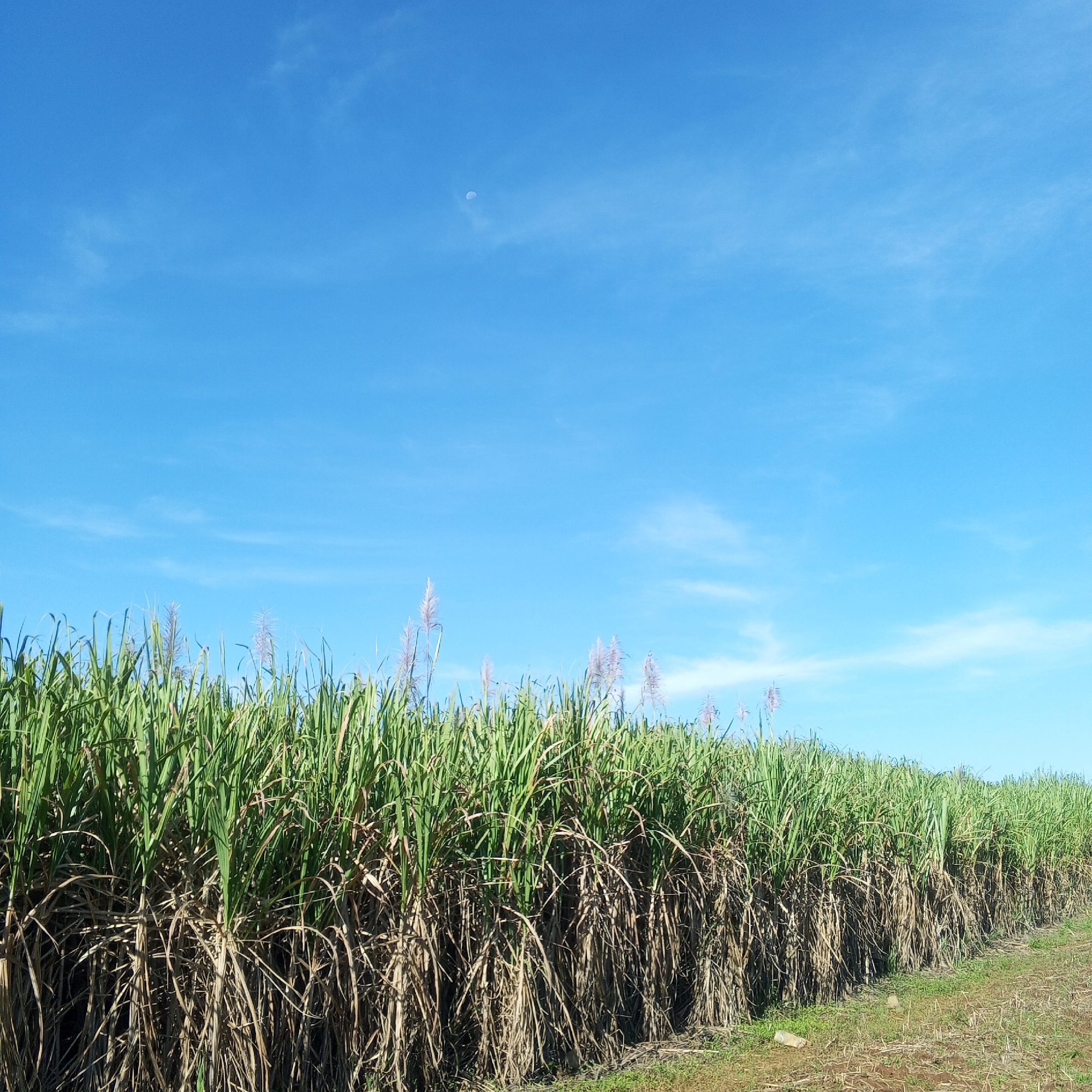 Mature sugarcane field documented in Keyian ward, Kenya