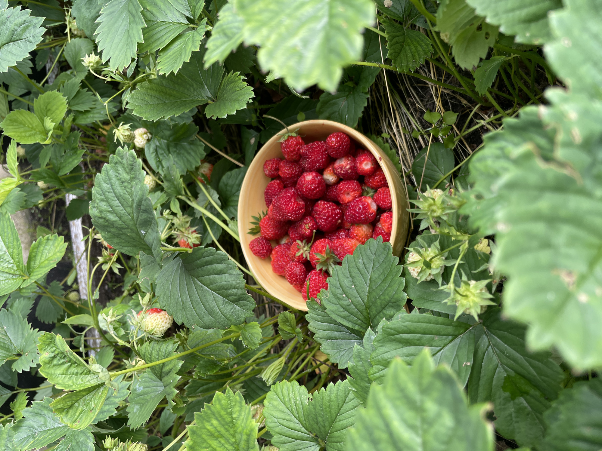 Bowl of fresh-picked strawberries resting among the plants