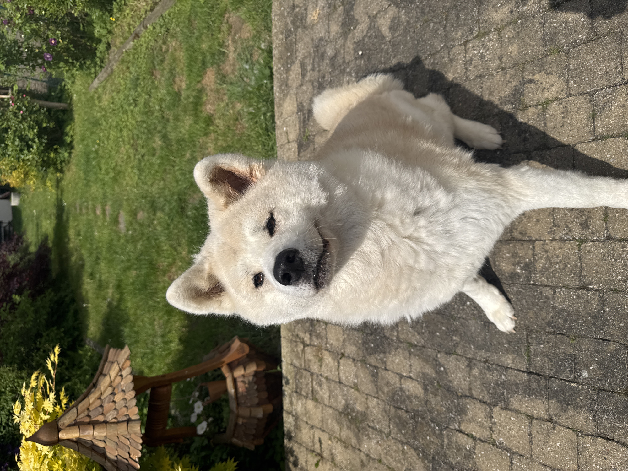 Akita dog enjoys afternoon garden time in Wattrelos