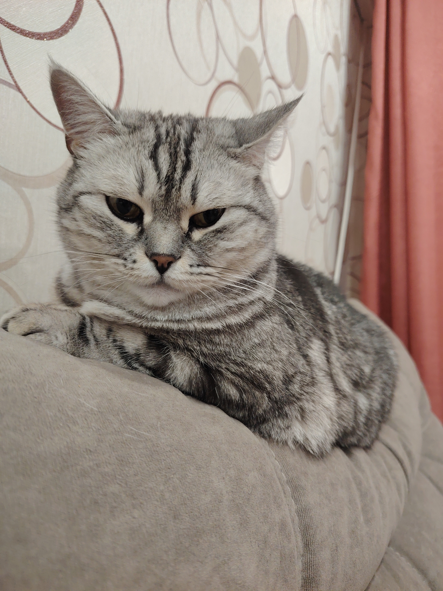 Cats photographed in casual indoor moments over 11 minutes