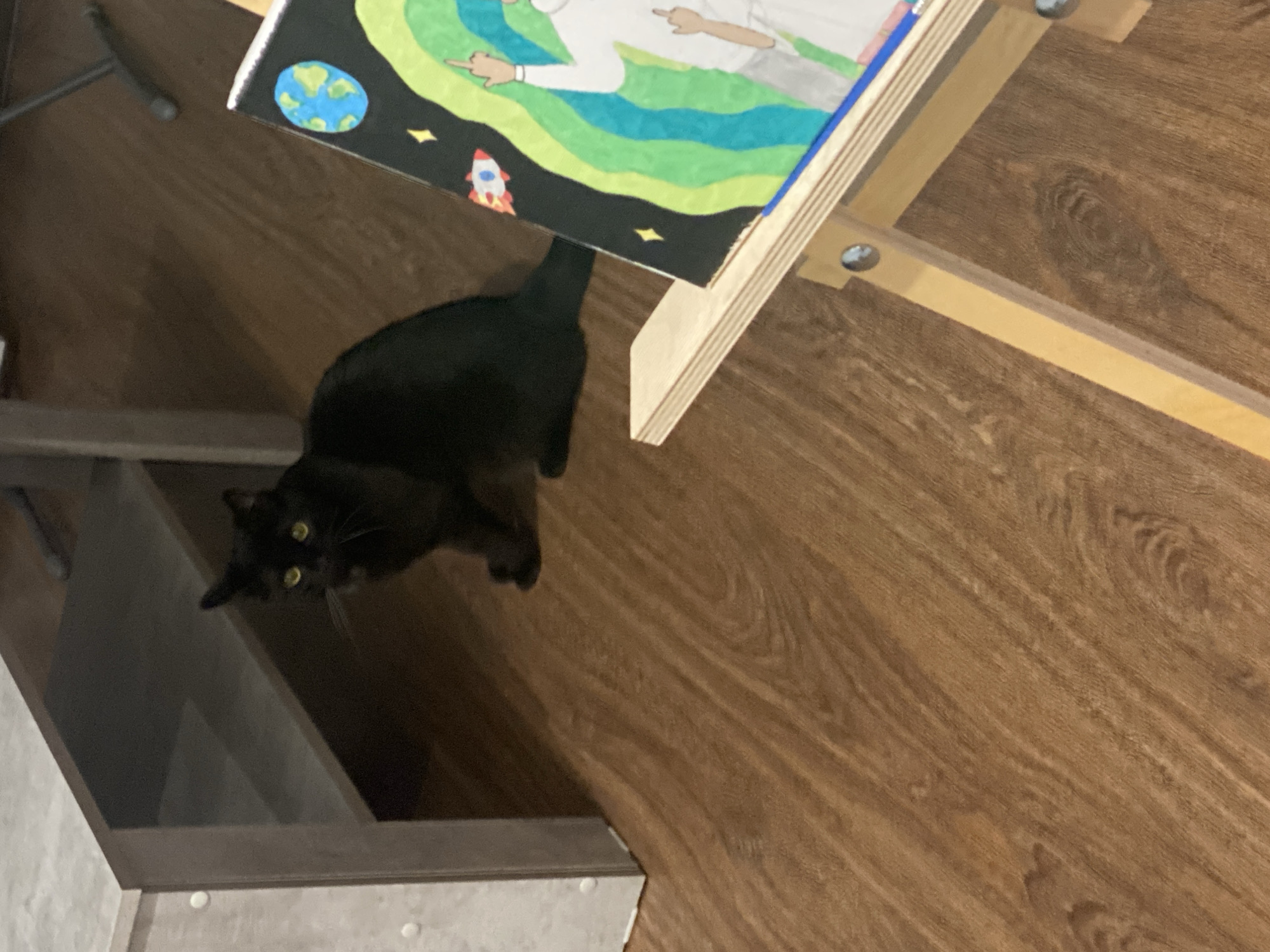 Black cat plays with toys at home in Izhevsk