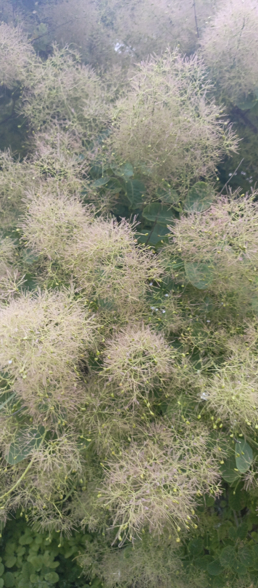 Smoke bush in bloom with characteristic feathery inflorescences