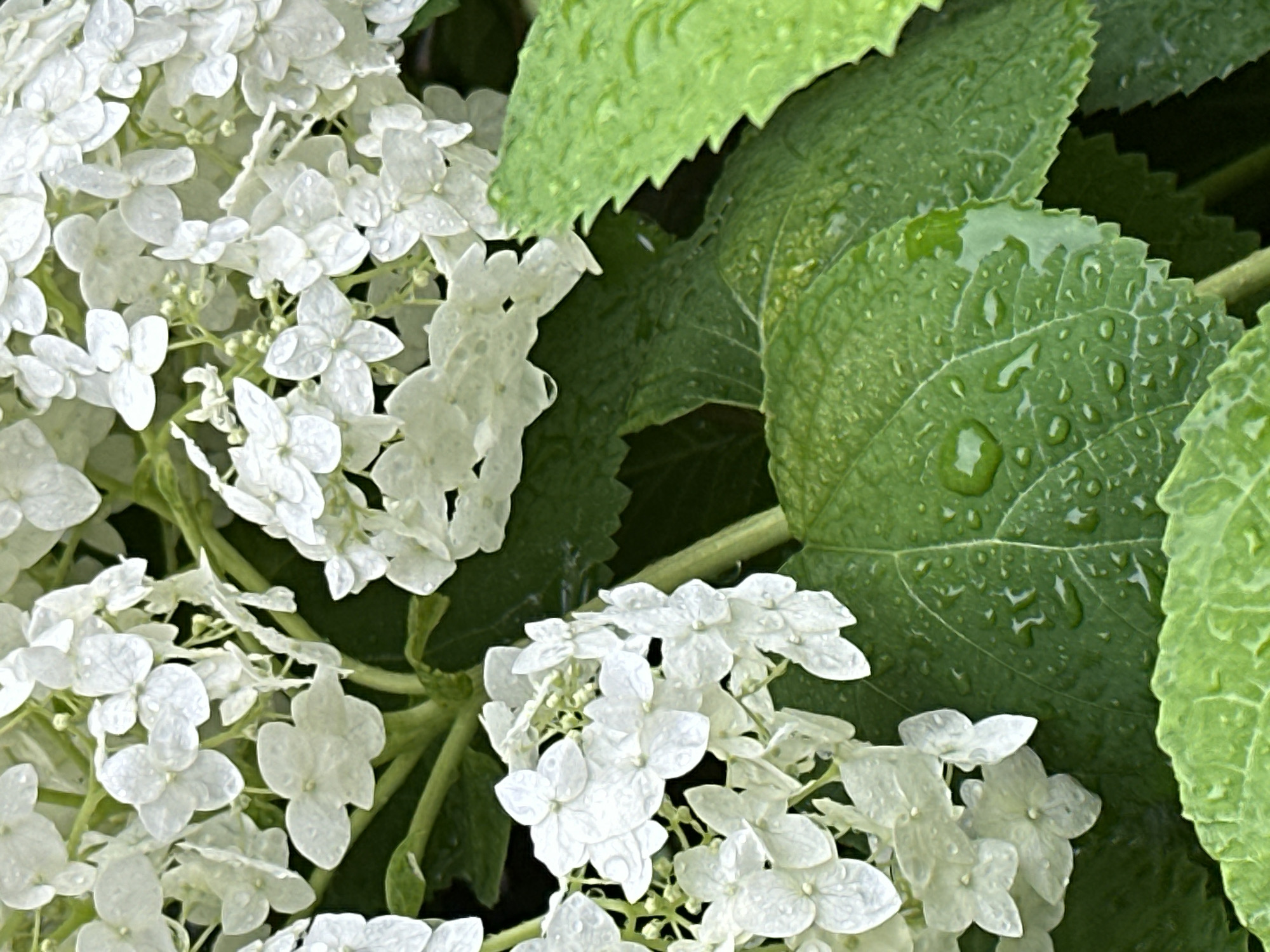 Rainy summer morning in a Podolsk garden and streets