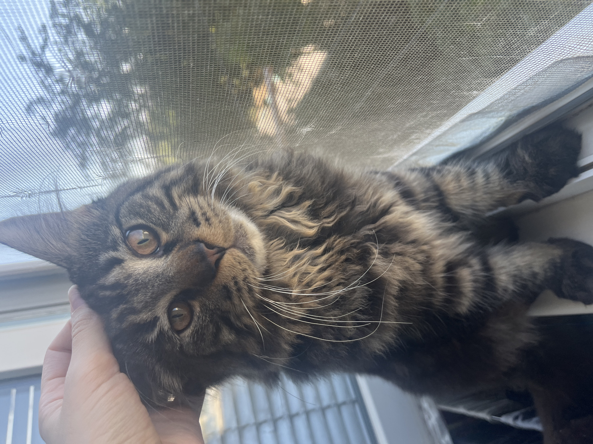 Lazy morning at home: coffee, a cat, and a new perfume