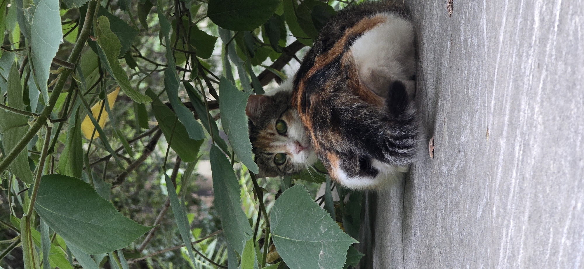 Calico cat peers through garden foliage in Baku