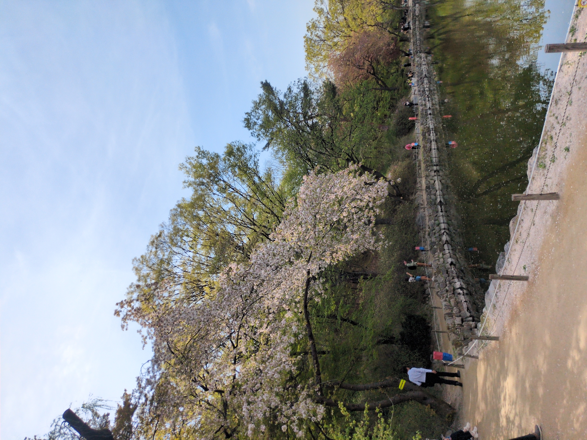Spring blooms and koi streamers observed in Seoul park