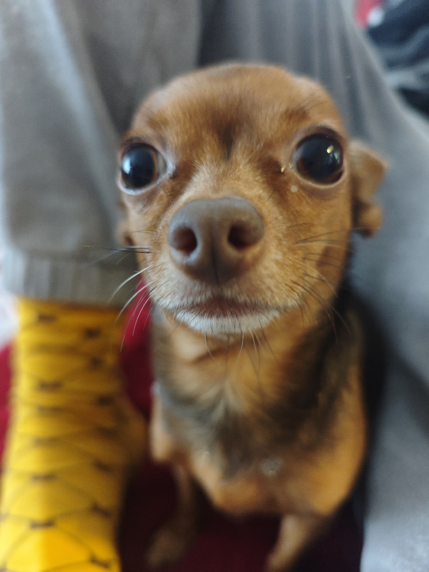 Small brown dog observed in Samara home