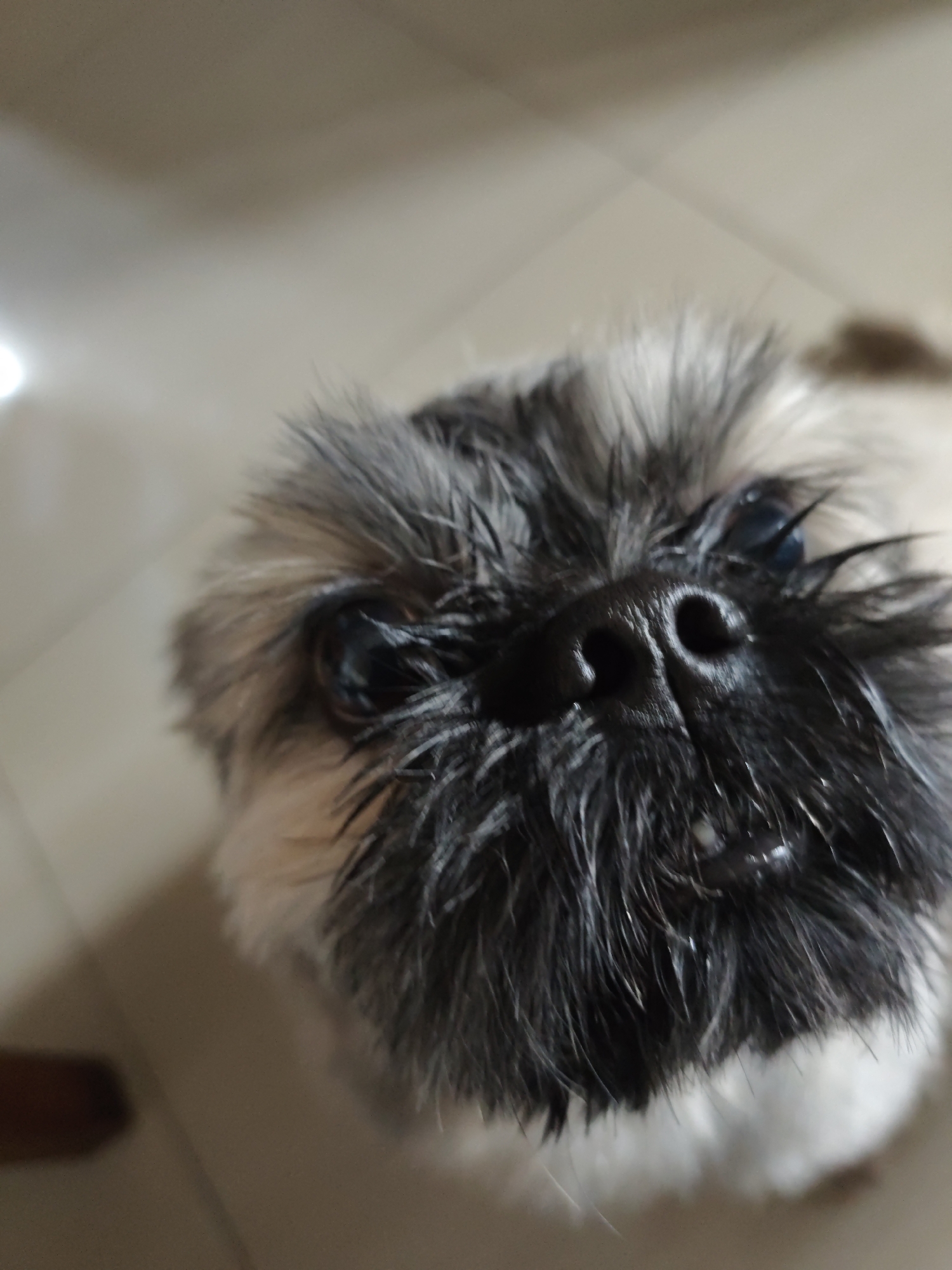 A small fluffy dog's morning routine at home in Davao