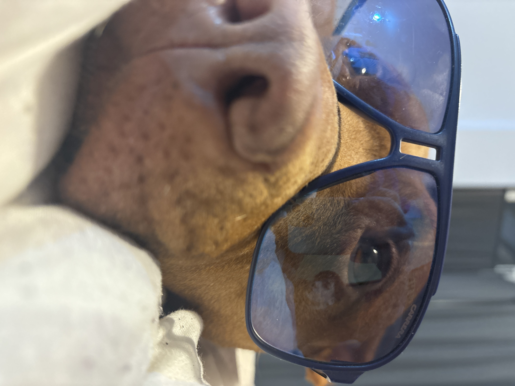 Dog spotted wearing sunglasses in Sofia