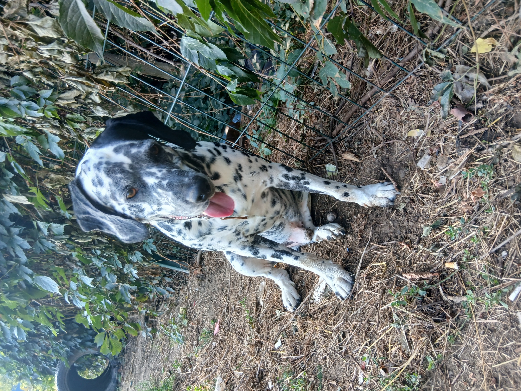 Dogs resting and roaming at an outdoor animal facility